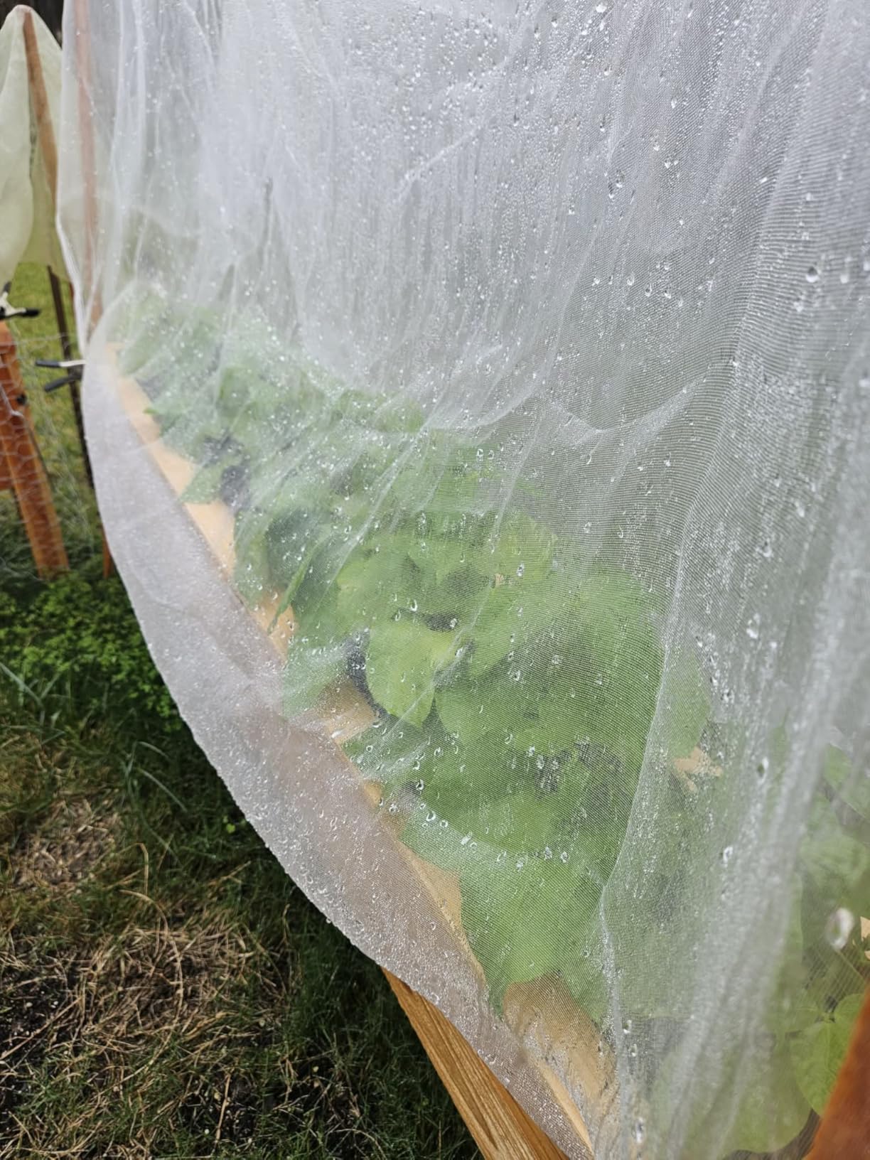 Alphatool 2 Pack 6.5x10ft Garden Netting, Ultra Fine Mesh Plant Covers | Keep Small Animals Pest Out, Bird Barrier Screen for Protecting Vegetables Fruits Flowers Raised Beds customer photo 1