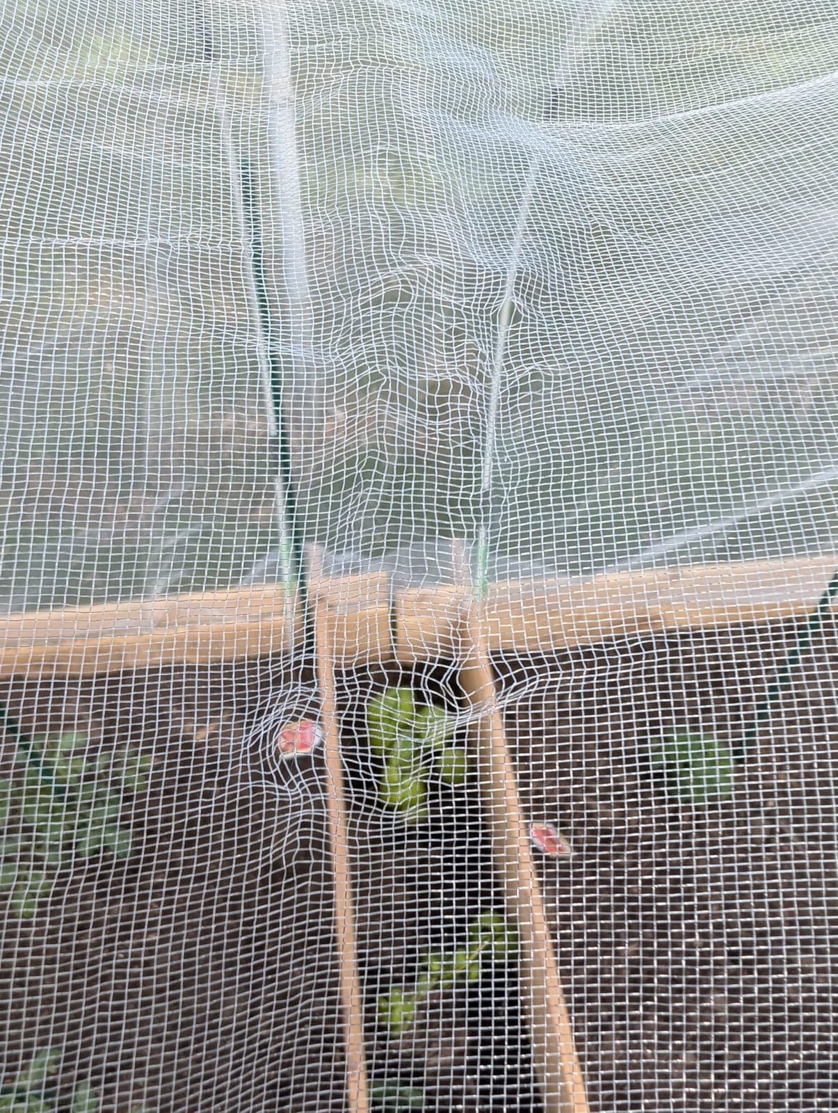 Alphatool 2 Pack 6.5x10ft Garden Netting, Ultra Fine Mesh Plant Covers | Keep Small Animals Pest Out, Bird Barrier Screen for Protecting Vegetables Fruits Flowers Raised Beds customer photo 2
