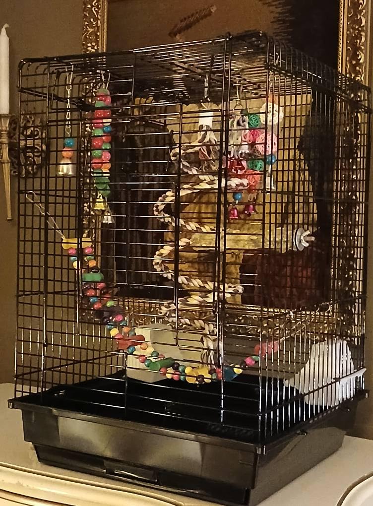 Yaheetech Open Play Top Travel Bird Cage for Conure Sun Parakeet Green Cheek Conure Lovebird Budgie Finch Canary, Small-Size Travel Portable customer photo 2