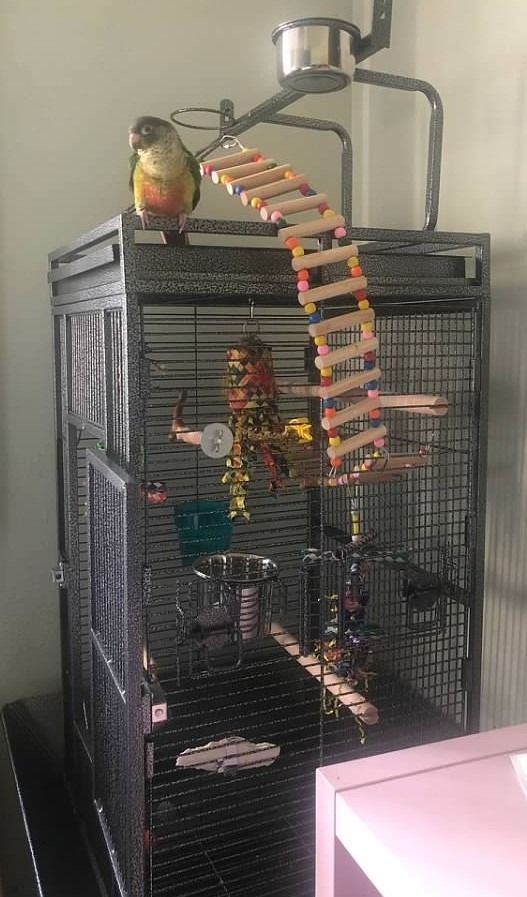 SUPER DEAL 68-inch Large Bird Cage with Rolling Stand African Grey Parrot Chinchilla Finch Cage Conure Cockatiel Cockatoo Pet House Wrought Iron Birdcage, Black customer photo 1