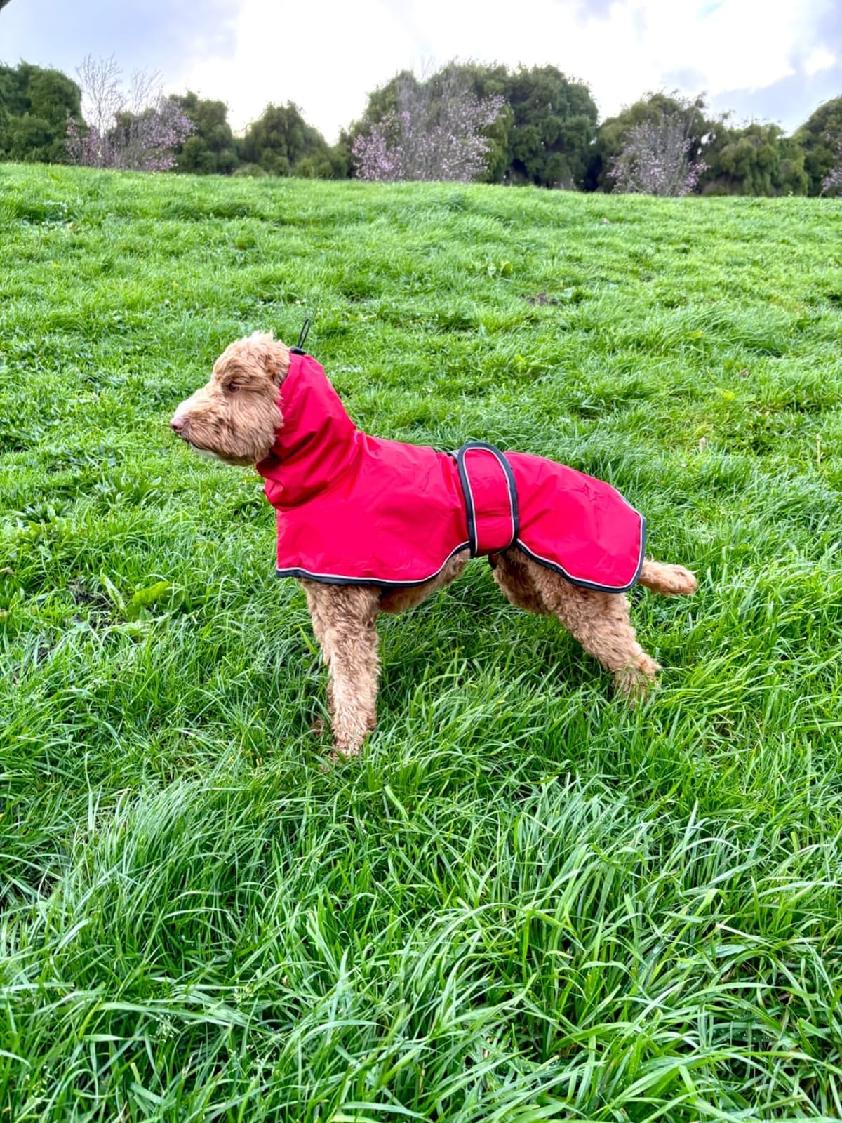 Greyhound Whippet Raincoat Waterproof with Reflective Stripe high Neck fit for Italian Greyhounds Whippets Long Back Breeds - Yellow - M customer photo 1