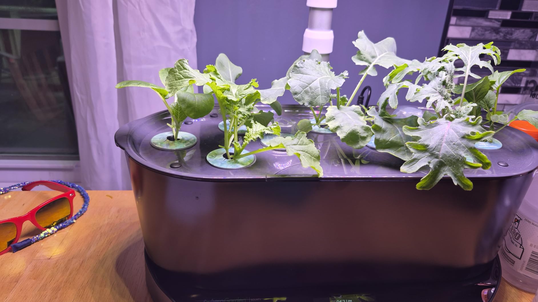 AeroGarden Bounty, Black customer photo 2
