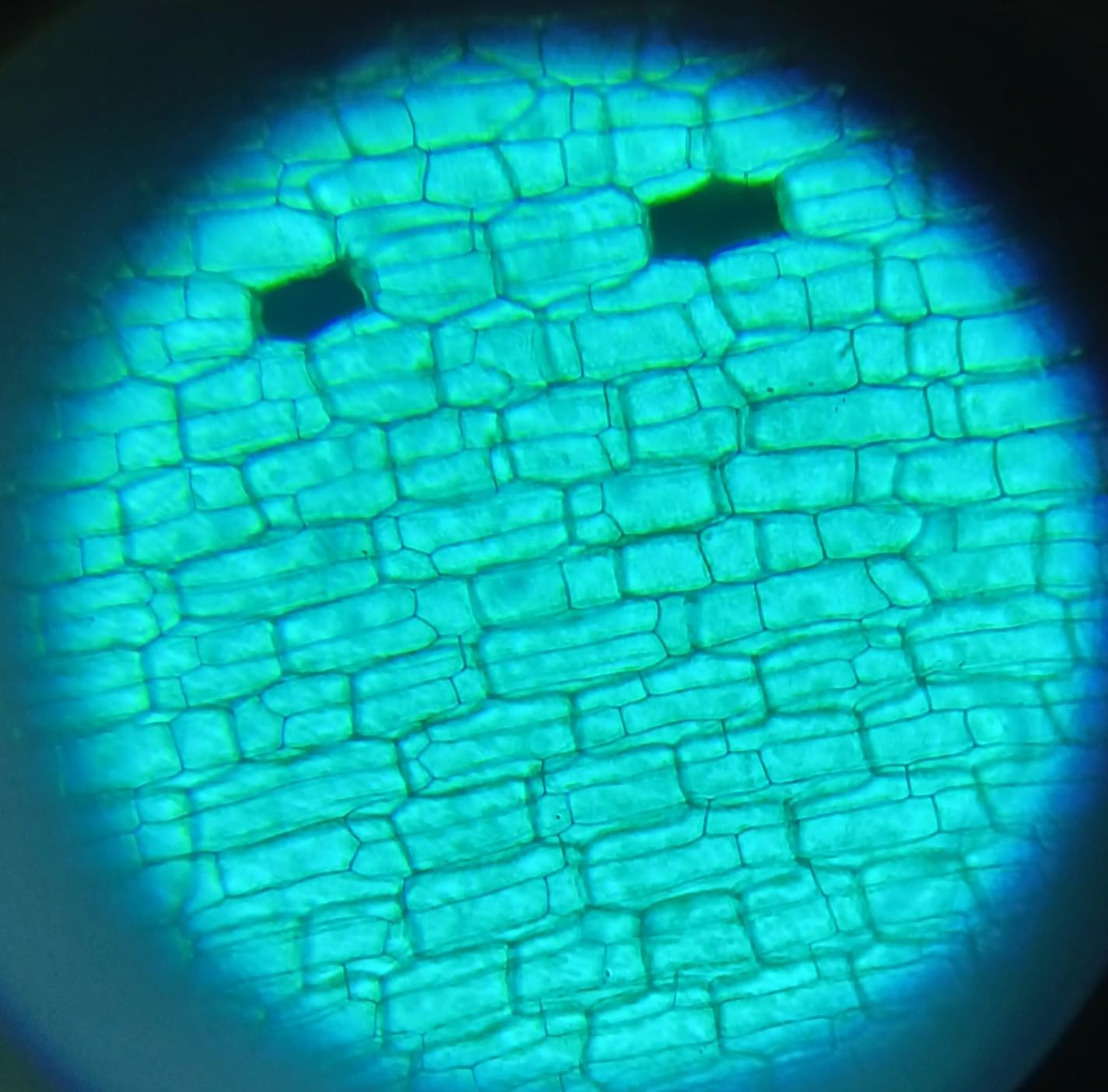 2000X Compound Microscope for Kids Adults: Microscope for Biology Education customer photo 1