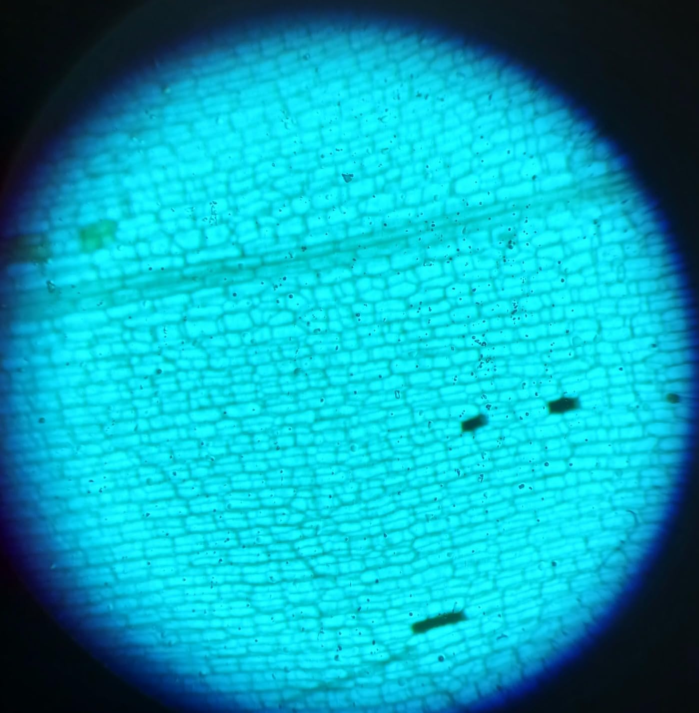 2000X Compound Microscope for Kids Adults: Microscope for Biology Education customer photo 2