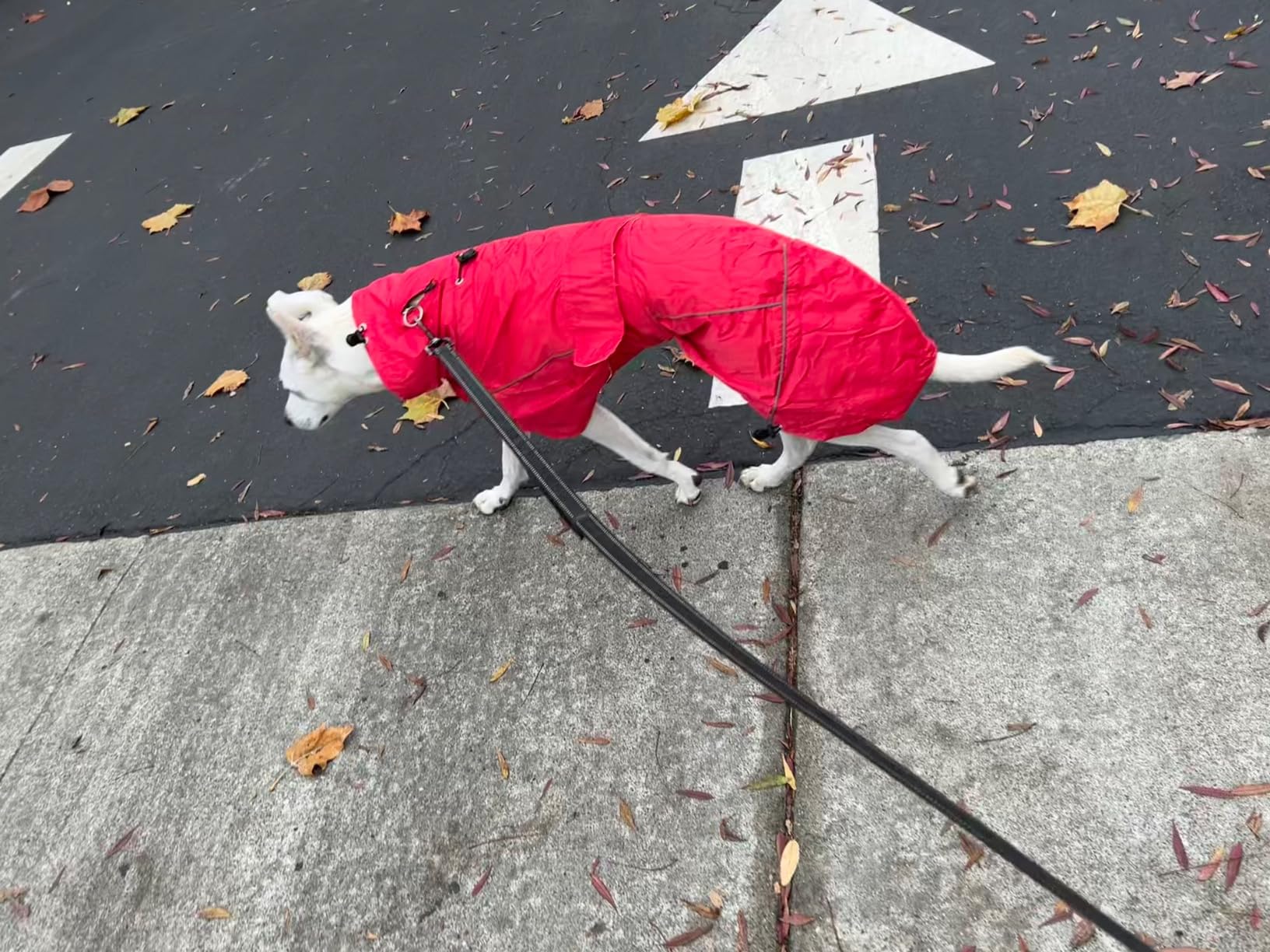 Greyhound Lurcher Raincoat, Whippet Rain Gear with Reflective Bar, Rain/Waterproof, Adjustable Bands and Drawstring in Autumn and Winter - Red - M customer photo 1