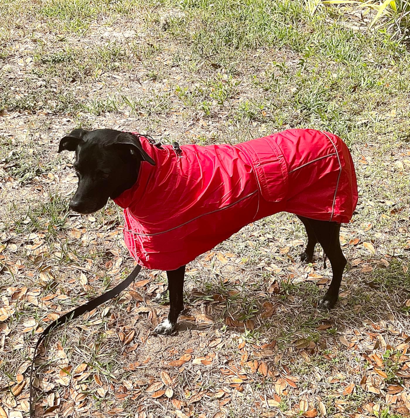 Greyhound Lurcher Raincoat, Whippet Rain Gear with Reflective Bar, Rain/Waterproof, Adjustable Bands and Drawstring in Autumn and Winter - Red - M customer photo 2