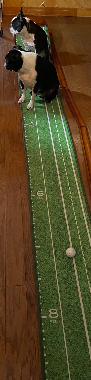 Perfect Practice Standard 9' Putting Mat - Indoor Putting Green | Golf Gifts for Men and Golf Training Aid, 2-Hole Crystal Velvet Golf Mat, Automatic Ball Return, True-Roll Alignment customer photo 1