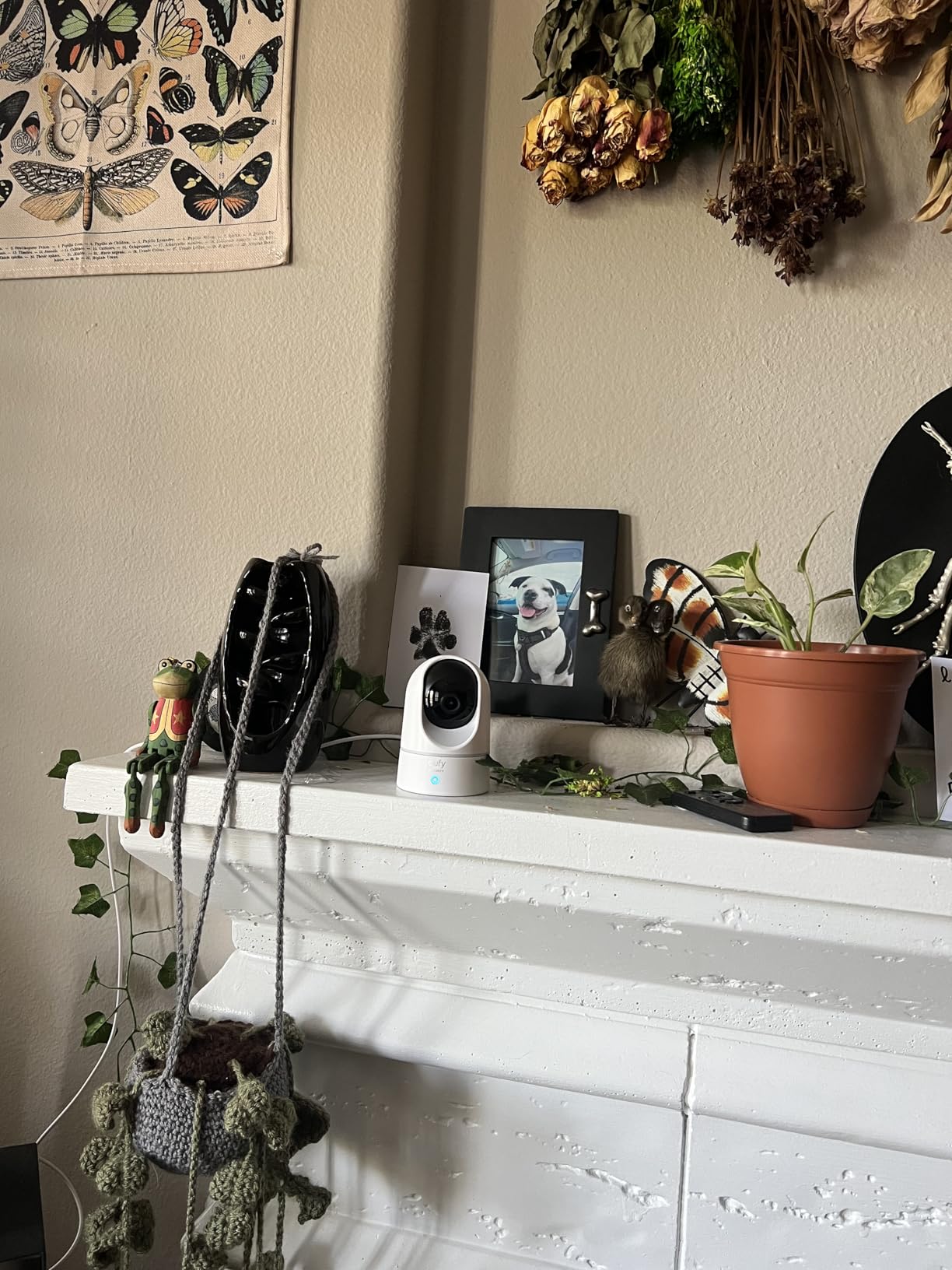 eufy Security Indoor Cam E220, Dog/Pet Camera, Pan and Tilt customer photo 1