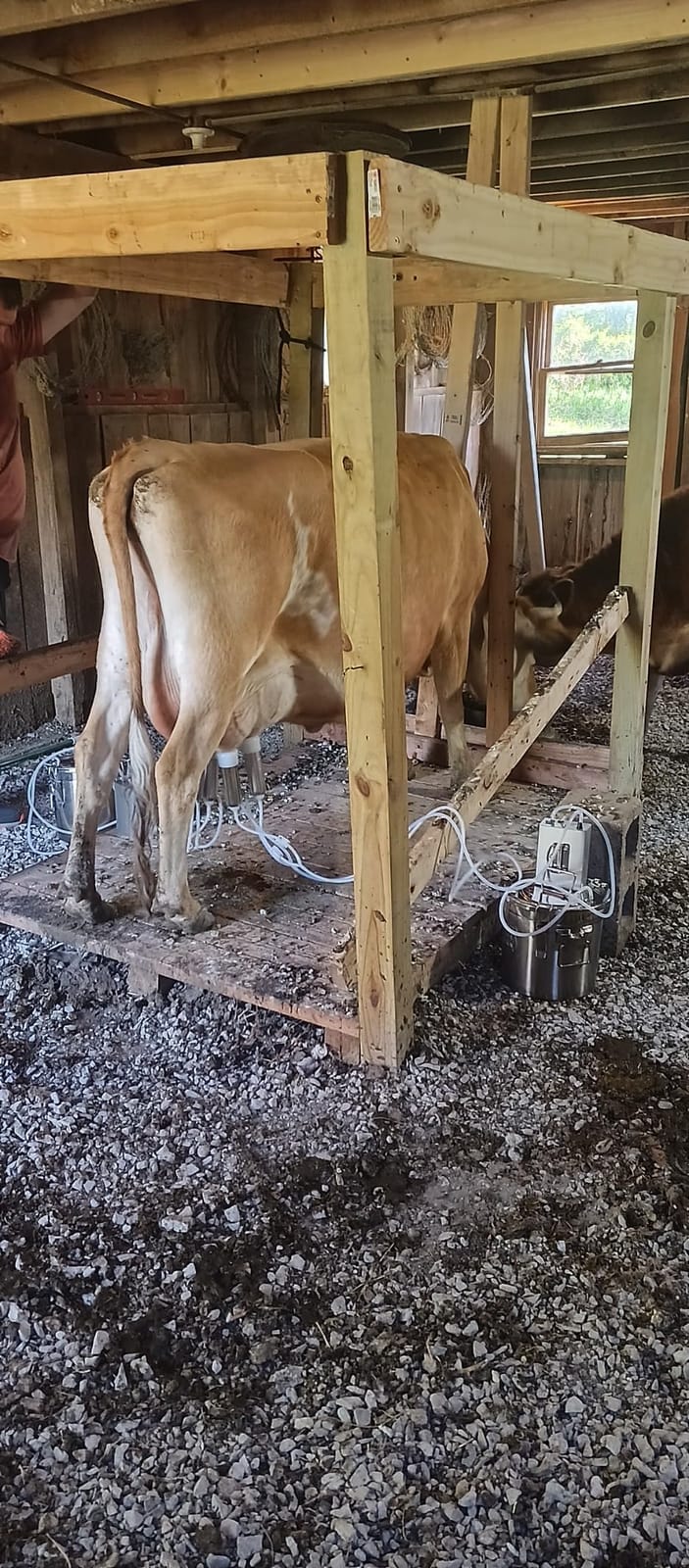 6L Goat Milking Machine, Hantop Rechargeable Pulsation Pump Milker (Pro) customer photo 1