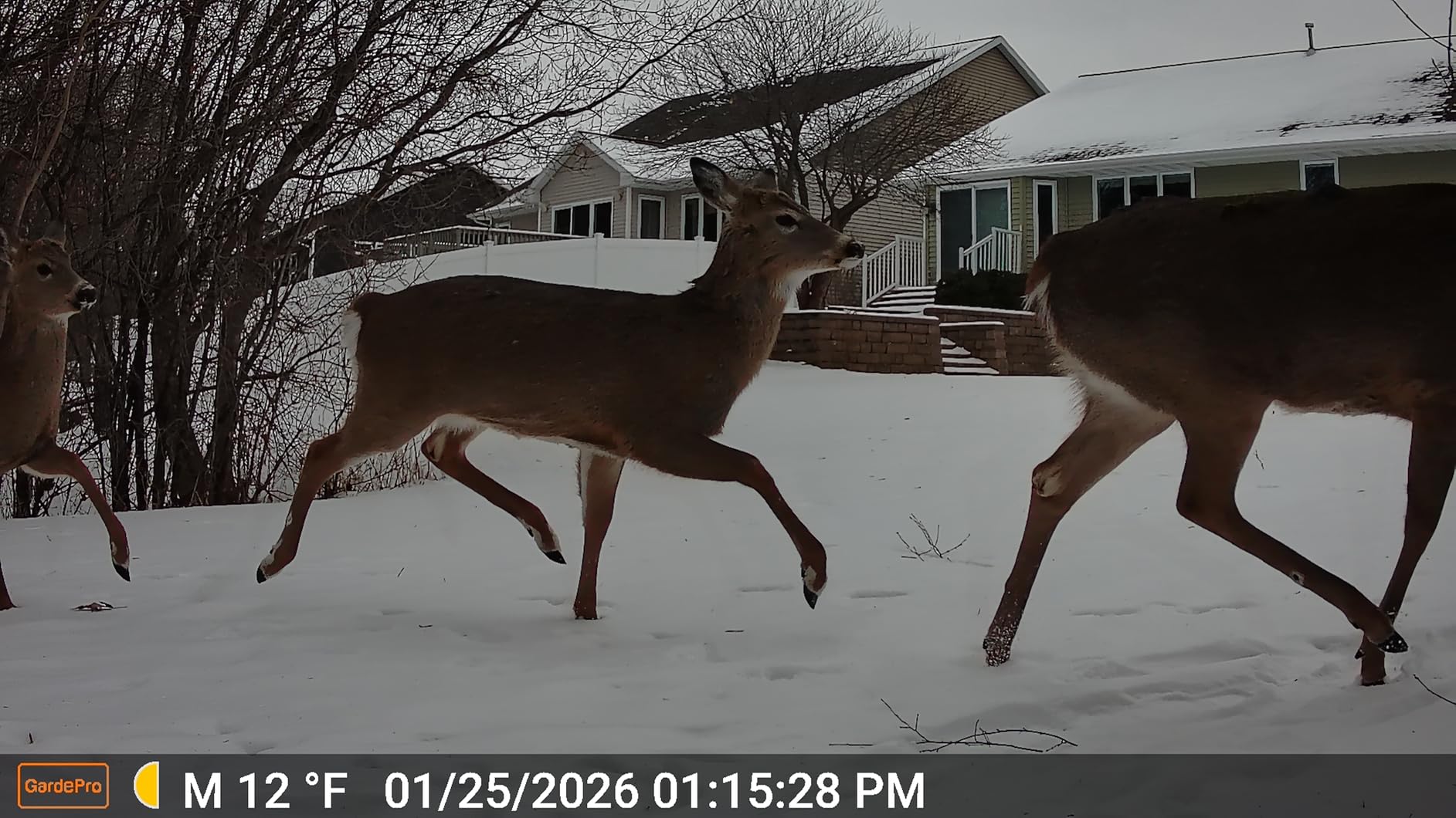 GardePro A3S Non-Cellular Trail Camera, 1296P HD Video with Sound customer photo 1