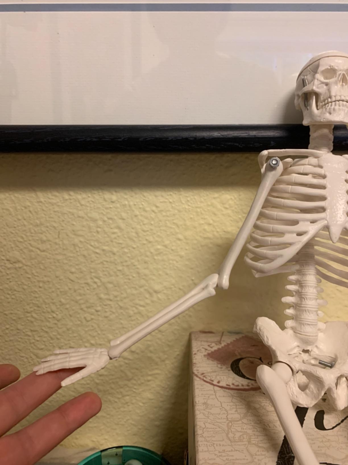breesky Human Skeleton Model for Anatomy: 17” Human Skeleton Model with Movable Arms and Legs - Scientific Model for Study and Display customer photo 1