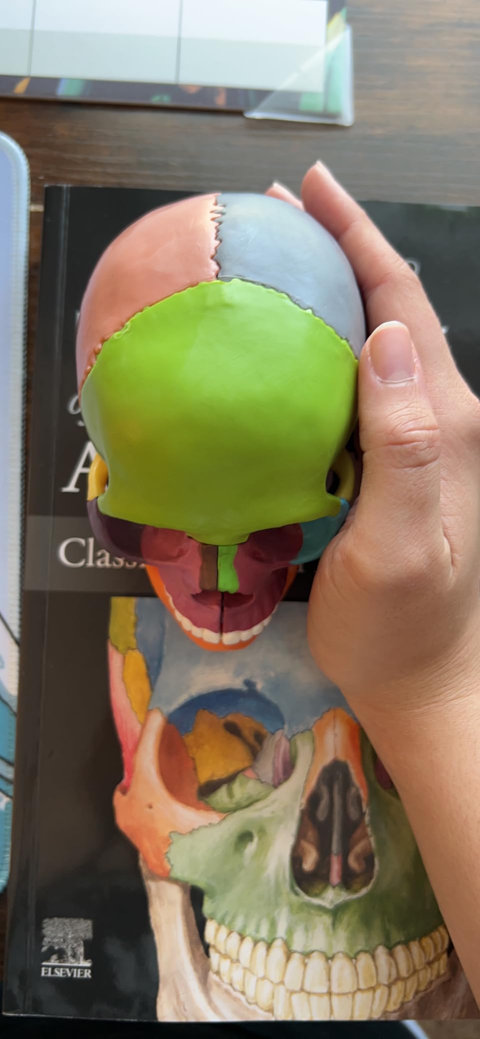 New Anatomy Skull Model 15 Parts Human Color Exploded Skull Detachable customer photo 1