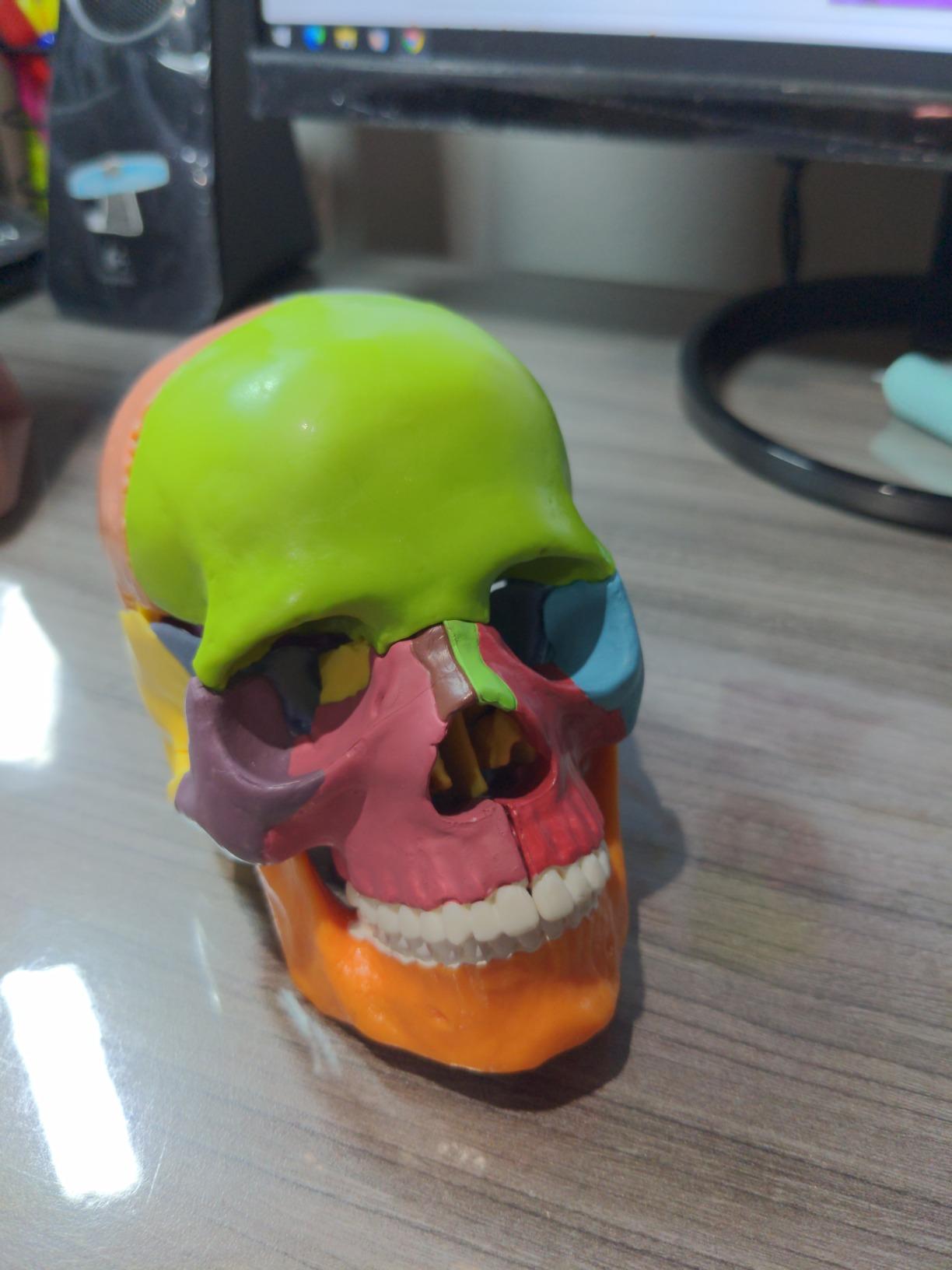 New Anatomy Skull Model 15 Parts Human Color Exploded Skull Detachable customer photo 2
