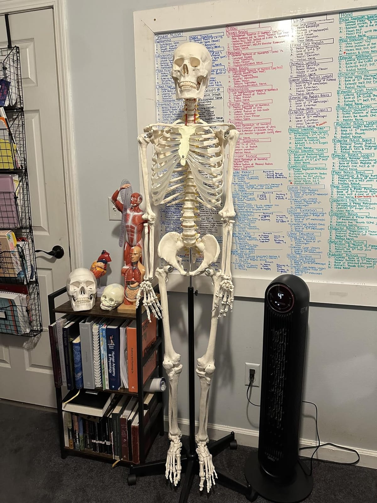 breesky Human Skeleton Model for Anatomy- Life Size Medical Human Skeleton Model with Nervous System 70.8 in with Rolling Stand for Medical Study and Display 3 Posters customer photo 1