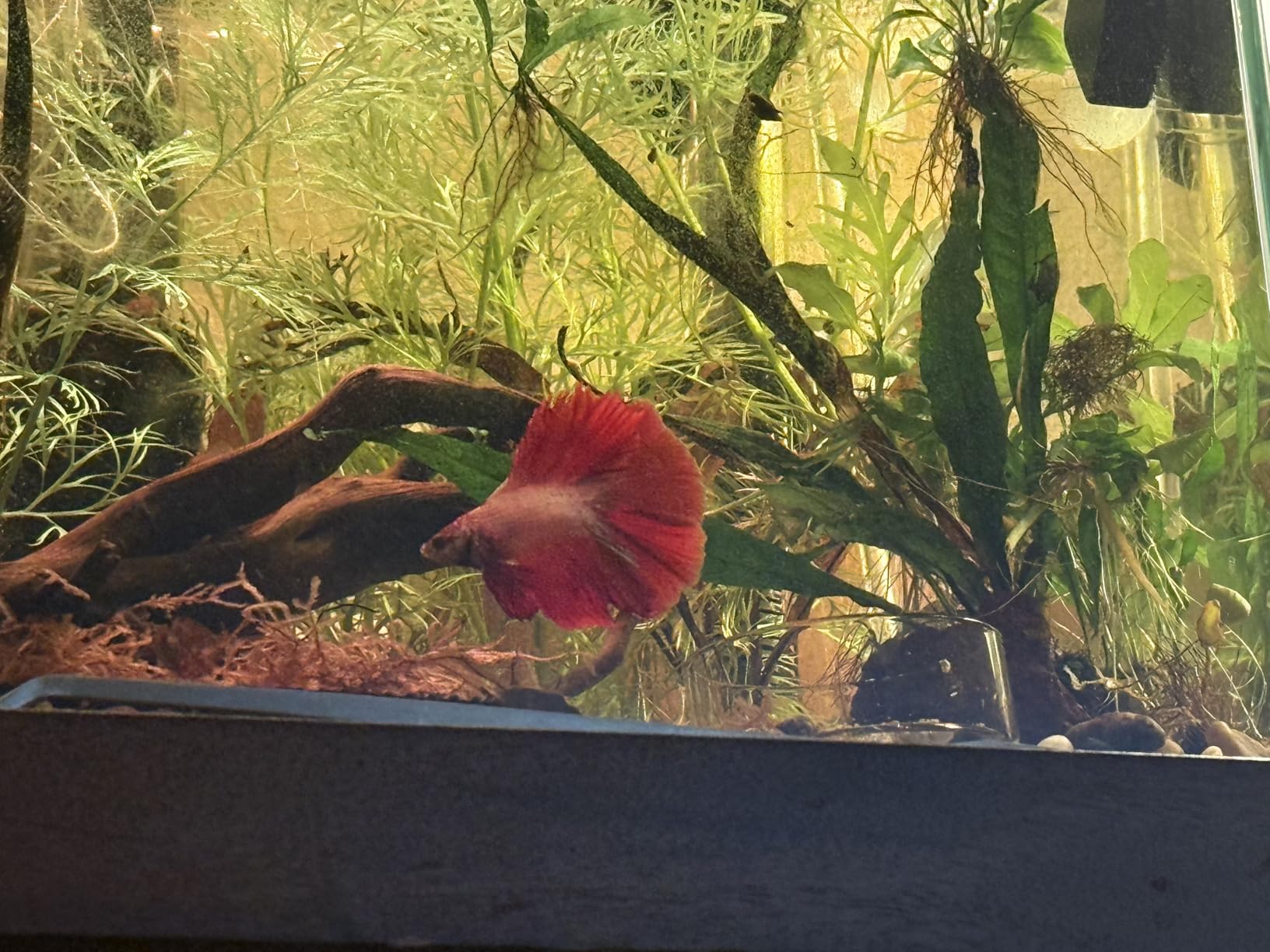 Tfwadmx Aquarium Driftwood, 7-11