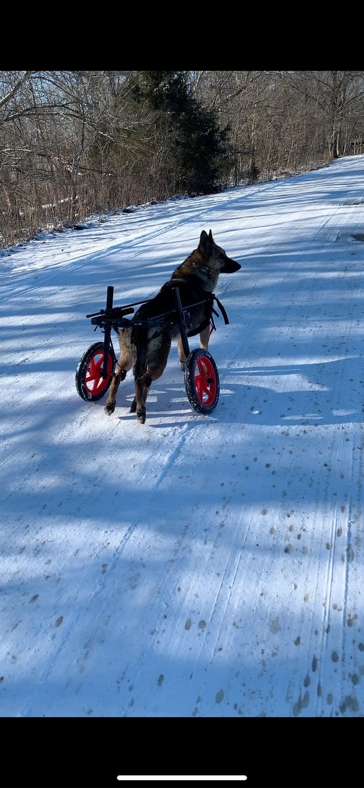 Best Friend Mobility PRO Dog Wheelchair for Back Legs - Adjustable Dog Cart - Medium to XL Sizes - Hind Leg Wheels for Mobility & Healing customer photo 2