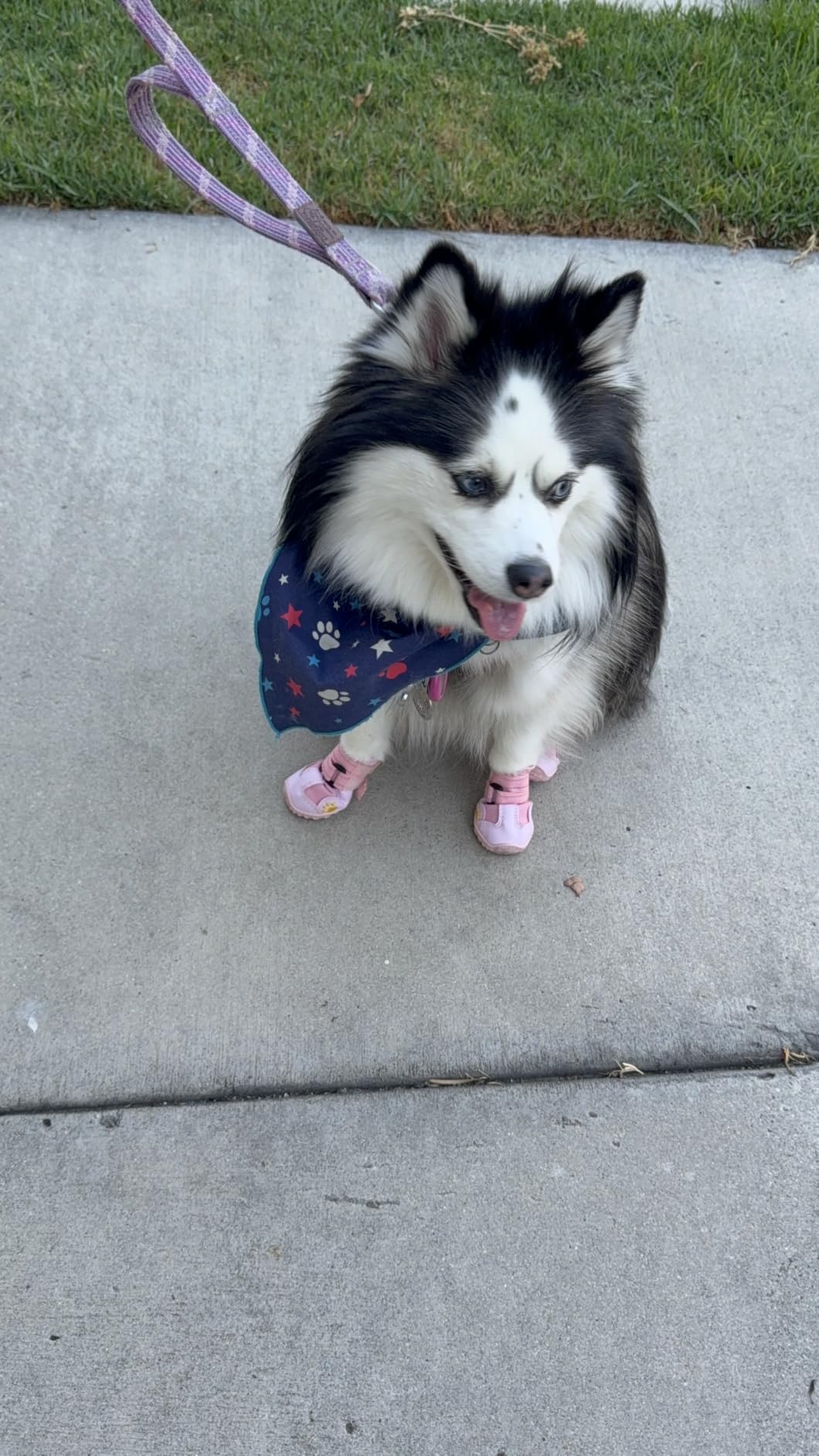 XSY&G Dog Shoes for Hot Pavement, Dog Snow Booties for Medium to Large Dogs customer photo 1