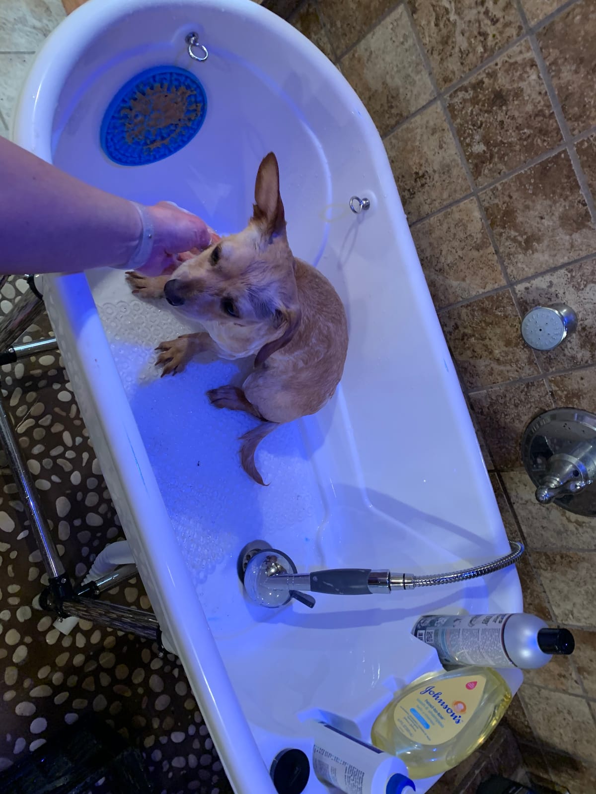 Dog Grooming Plastic Free Standing Bathtub for Small & Medium Sized Pets, for Indoor & Outdoor customer photo 2