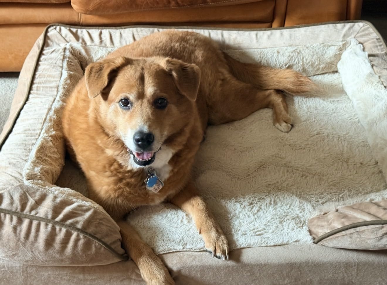 FurHaven Cooling Gel Dog Bed for Large Dogs, Perfect Comfort Sofa Bed with Cool Gel-Top Foam & Solid Orthopedic Foam Base for Joint Support, Washable Cover, Jumbo Plus XXL, Plush & Velvet, Brownstone. customer photo 1