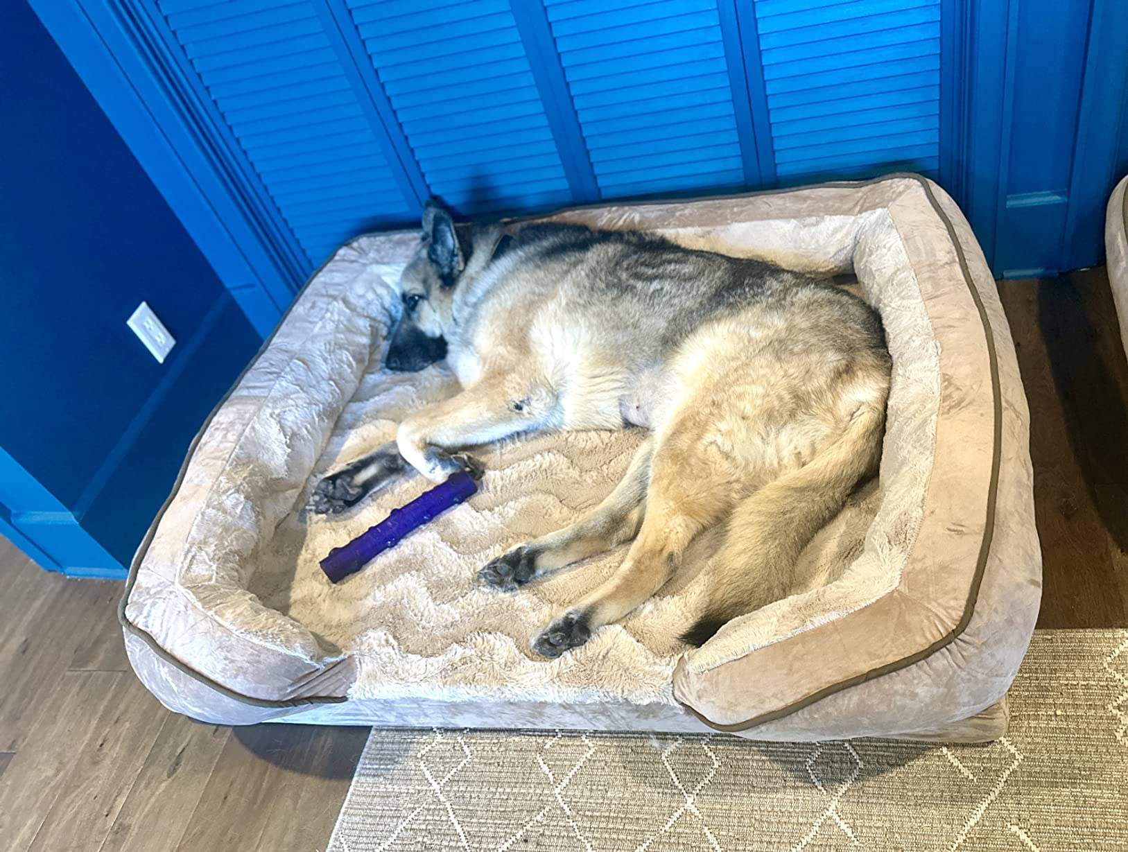 FurHaven Cooling Gel Dog Bed for Large Dogs, Perfect Comfort Sofa Bed with Cool Gel-Top Foam & Solid Orthopedic Foam Base for Joint Support, Washable Cover, Jumbo Plus XXL, Plush & Velvet, Brownstone. customer photo 2