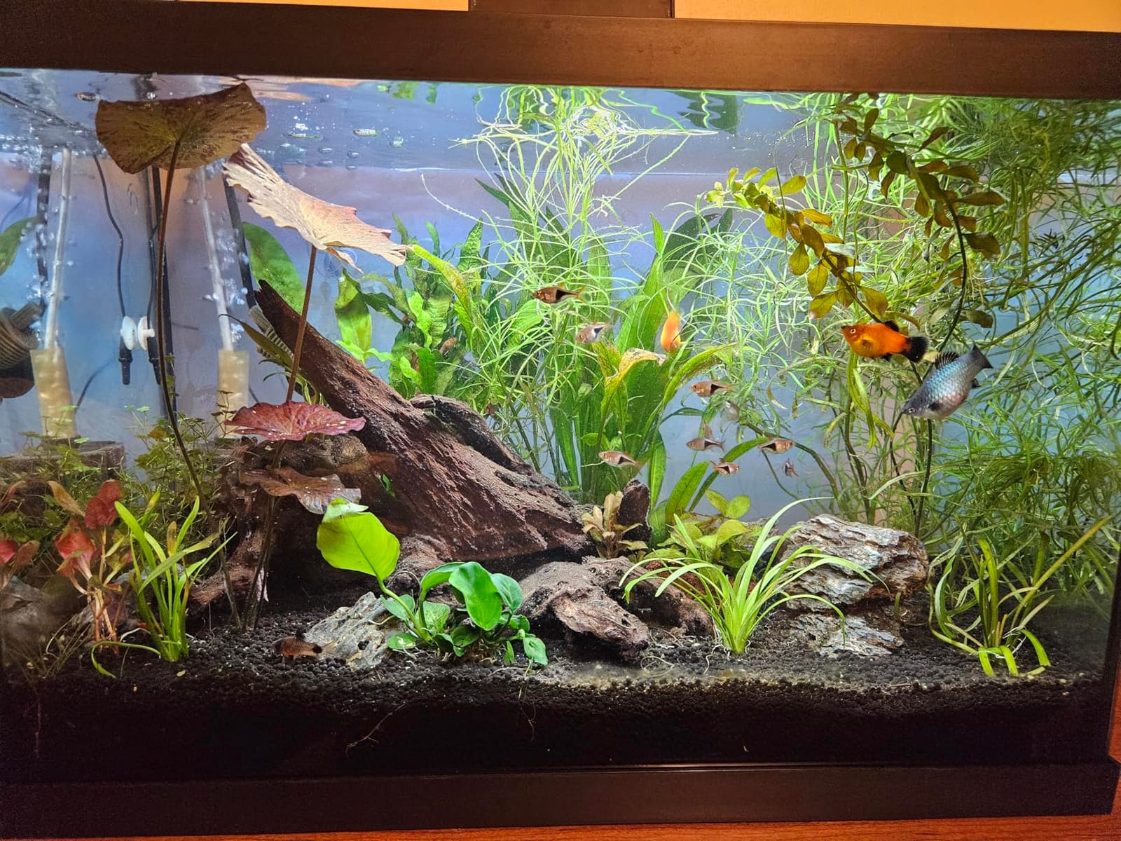 WDEFUN Natural Driftwood for Aquarium Decor, 2-Piece 10''-14'' Large Driftwood for Decorations on Fish Tank, Reptiles Bearded Dragon Accessories or Air Plants customer photo 2