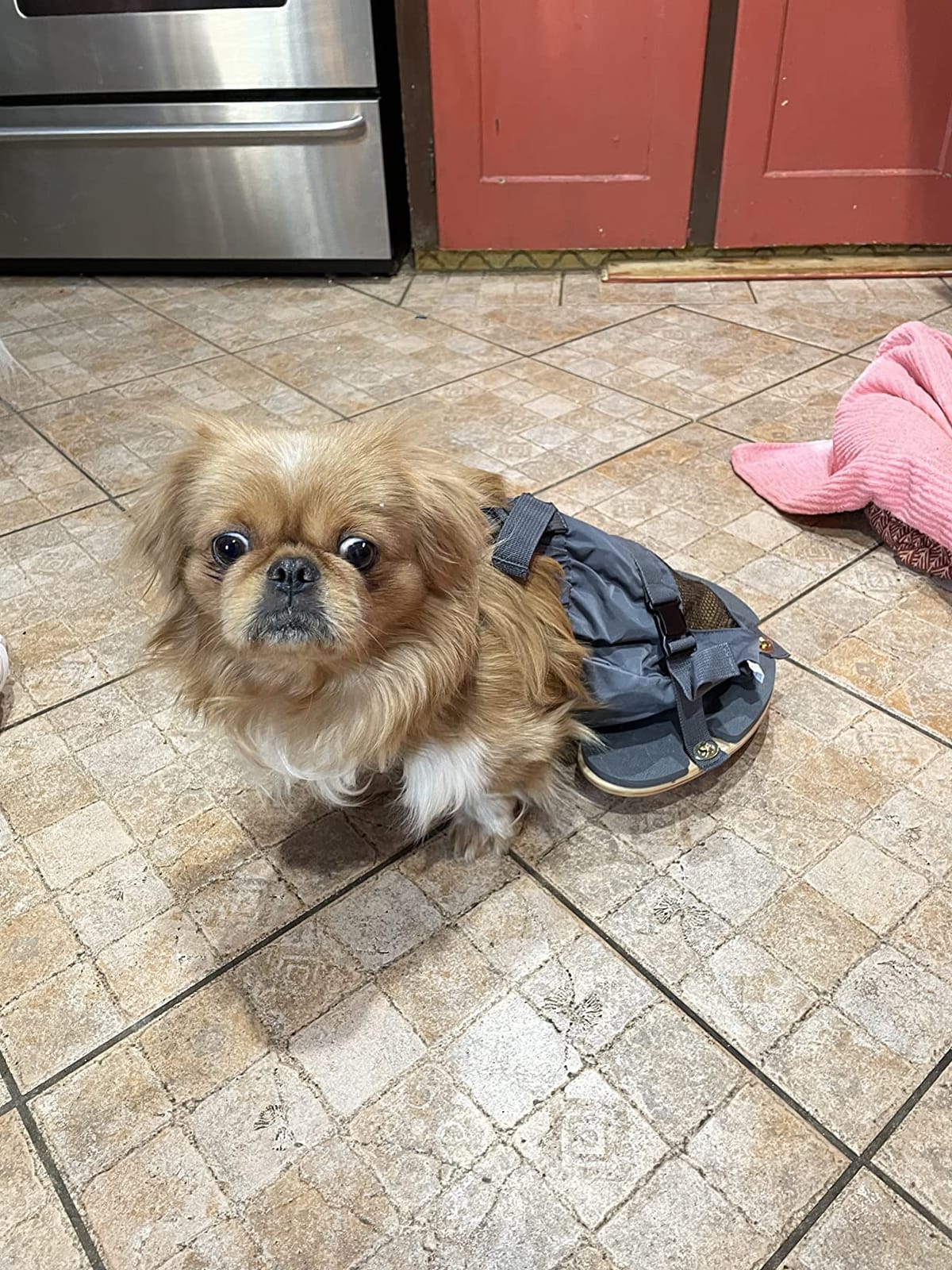 derYEP Pet Scooter Wheelchair for Rear Legs paralyzed Dog Protects Chest and Limbs customer photo 1