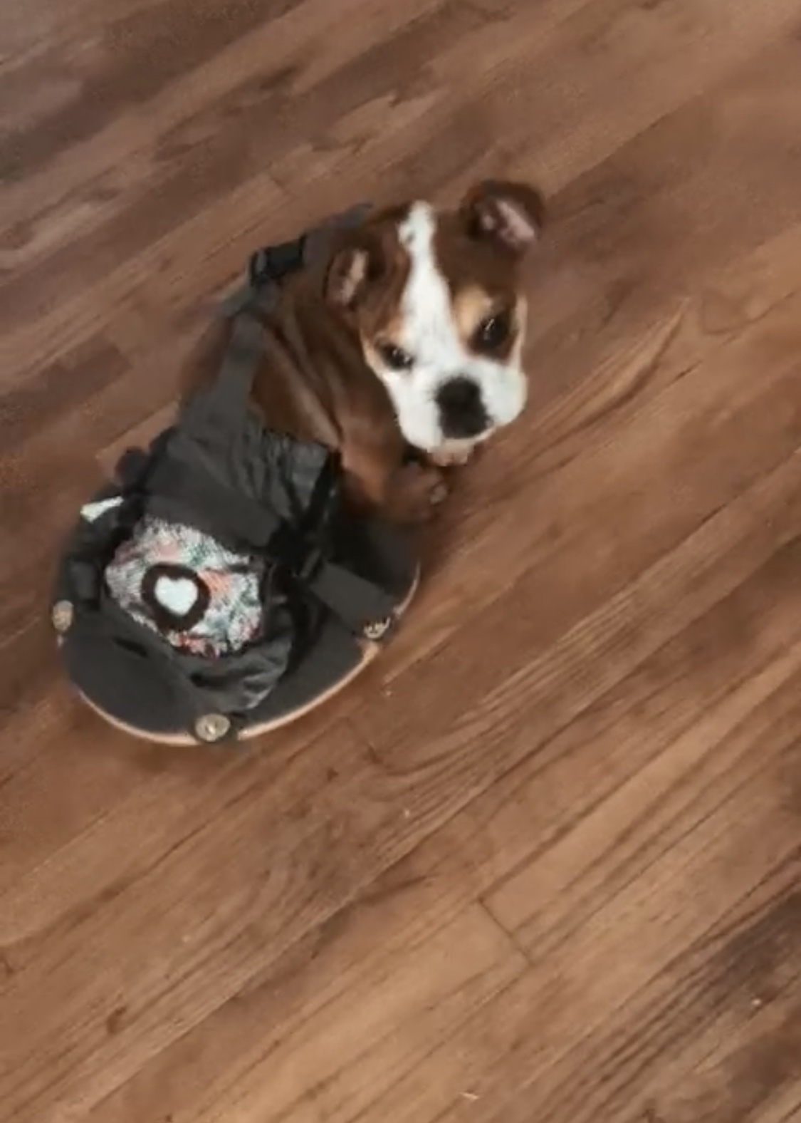 derYEP Pet Scooter Wheelchair for Rear Legs paralyzed Dog Protects Chest and Limbs customer photo 2
