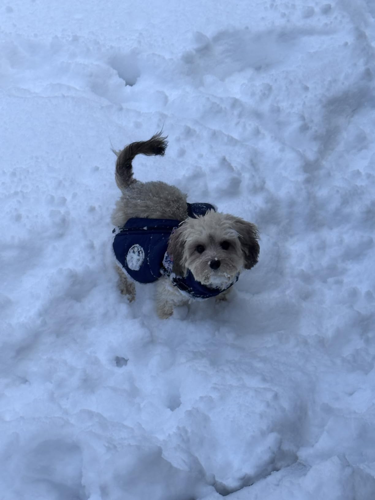 Aiboria Dog Jackets for Winter Windproof Waterproof 2 in 1 Outfit Cold Weather Coat Dog Vest Harness Puppy Winter Warm Jacket Small Blue L customer photo 1