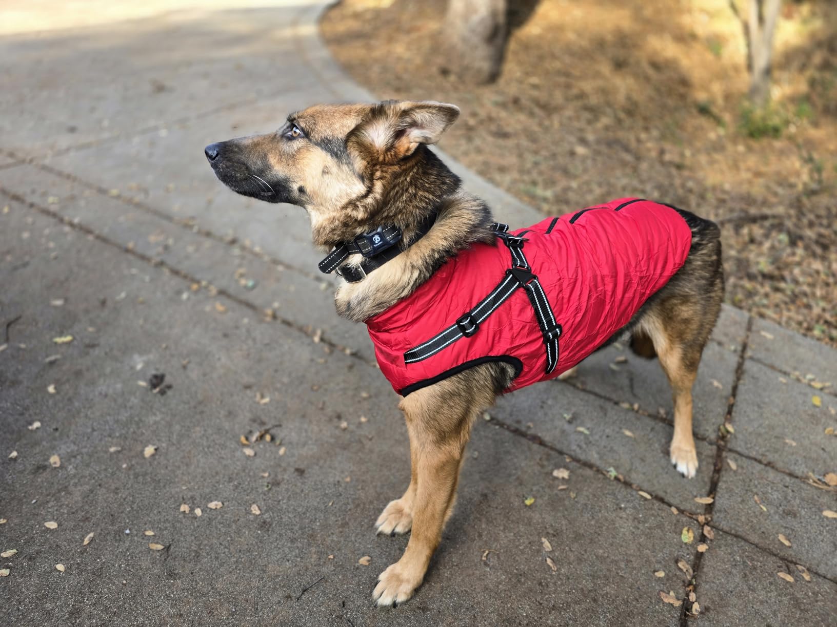 Aiboria Dog Jackets for Winter Windproof Waterproof 2 in 1 Outfit Cold Weather Coat Dog Vest Harness Puppy Winter Warm Jacket Small Blue L customer photo 2