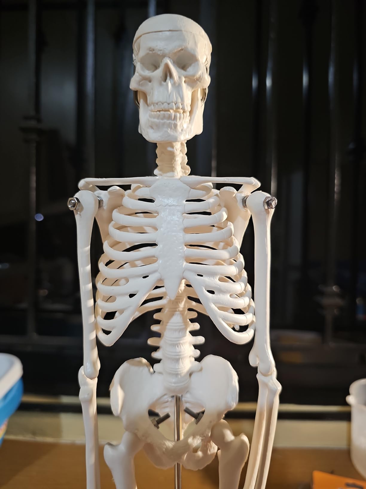 17.7“ Human Skeleton Model for Anatomy,Movable Arms Legs Bones Structures customer photo 1