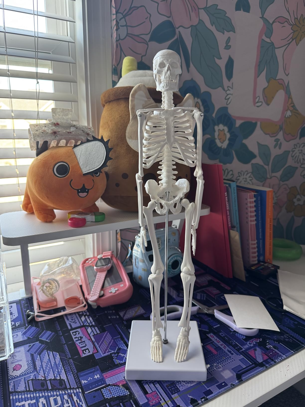 17.7“ Human Skeleton Model for Anatomy,Movable Arms Legs Bones Structures customer photo 2