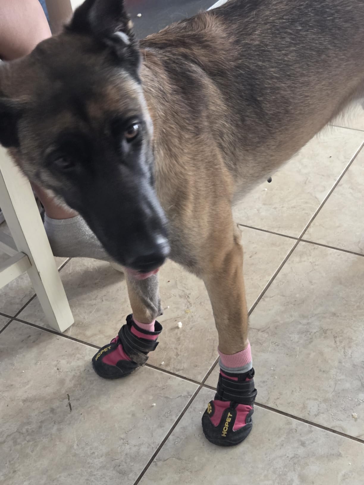 Hcpet Dog Boots, Dog Shoes for Large Dogs, Medium Dog Boots & Paw Protectors, Anti-Slip Dog Booties for Hot Pavement Winter Snow Hiking with Reflective Straps Light Purple Size 6 customer photo 1