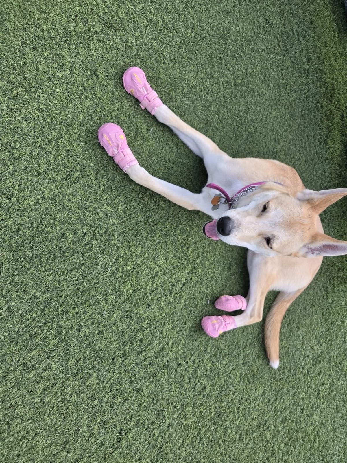 Hcpet Dog Boots, Dog Shoes for Large Dogs, Medium Dog Boots & Paw Protectors, Anti-Slip Dog Booties for Hot Pavement Winter Snow Hiking with Reflective Straps Light Purple Size 6 customer photo 2