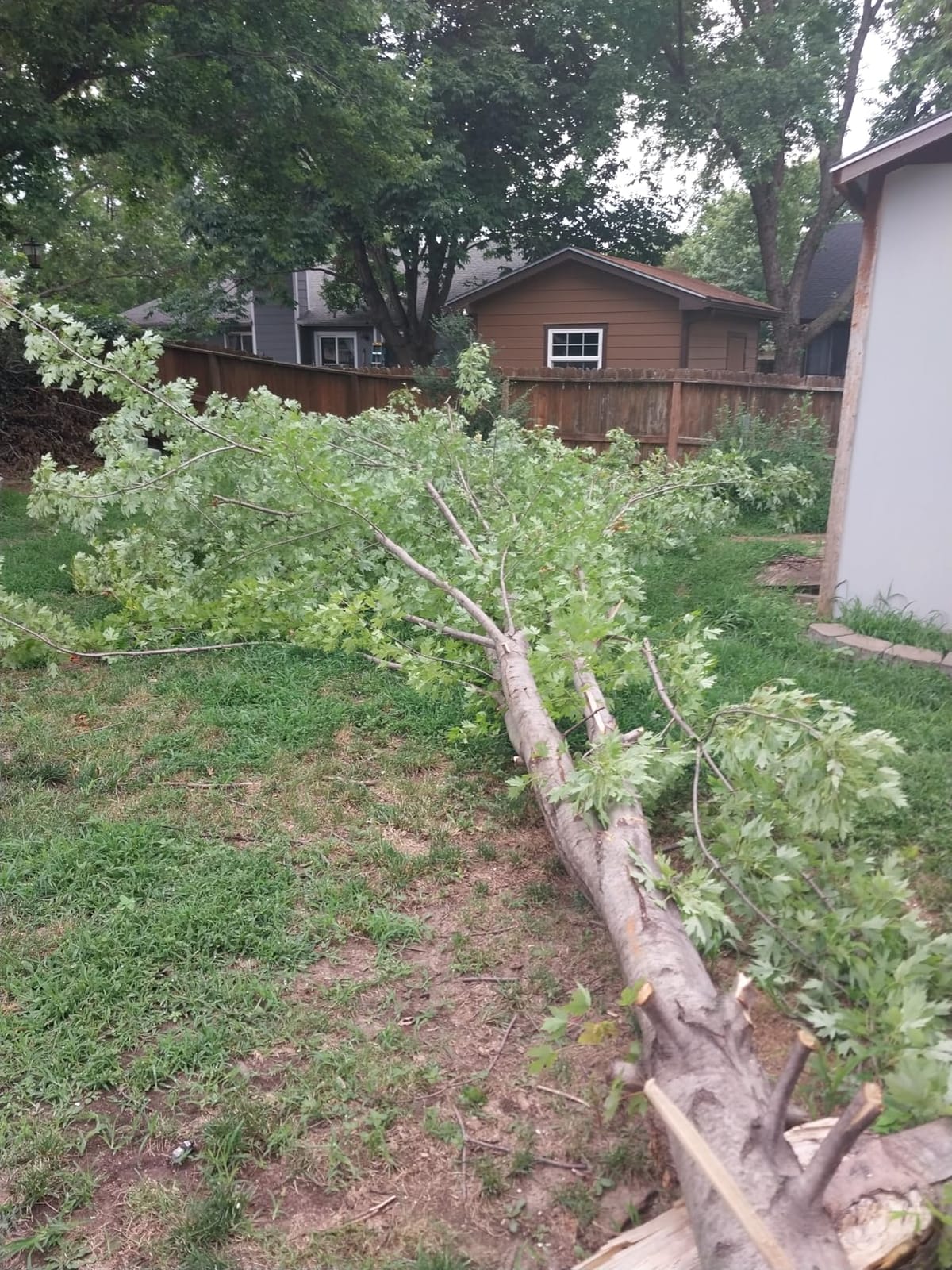CRAFTSMAN Mini Chainsaw, 10 inch Mini Chainsaw Cordless, Electric Chain Saw, V20 Battery and Charger Included, Handheld Tree Trimmer Wood Cutter (CMCCS610D1) customer photo 2