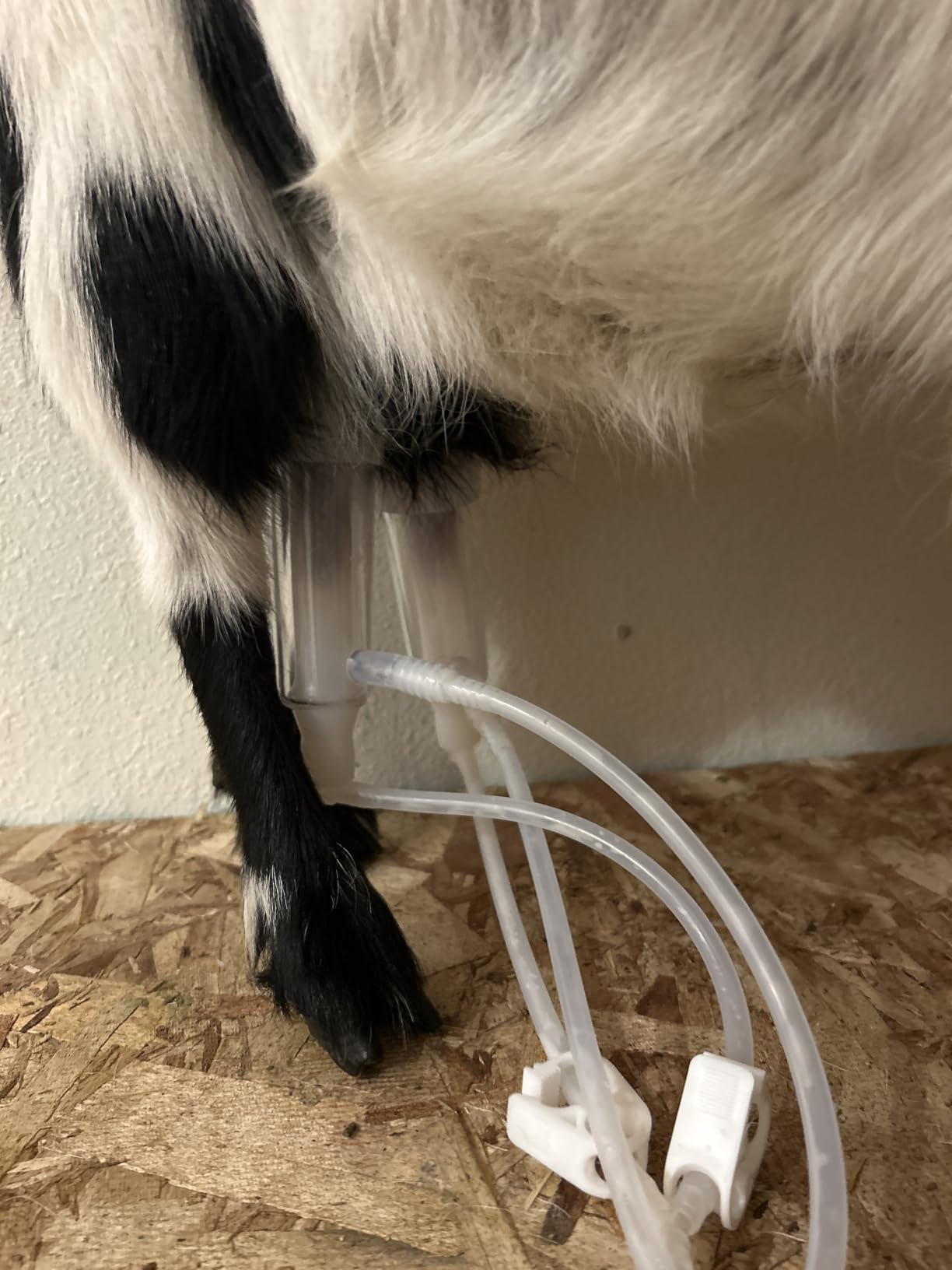 3L Goat Pulsation Vacuum Electric Milking Machine, Automatic Pulsation Breast Pump with 2 Teat Cups Stainless Steel Bucket for Goat. customer photo 1