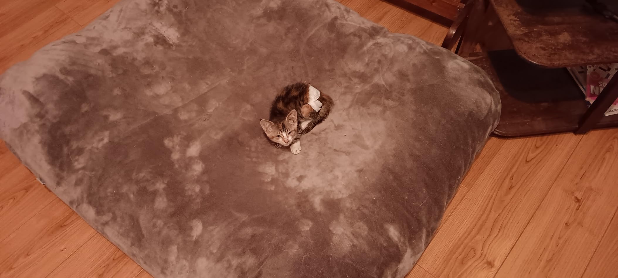 Magic Dog Orthopedic Extra Large Dog Bed 47 Inch, Super Soft XL Pet Bed customer photo 2