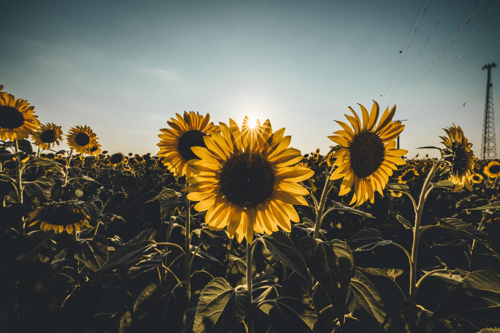Sony FE 14mm f/1.8 GM Prime Lens customer photo 2