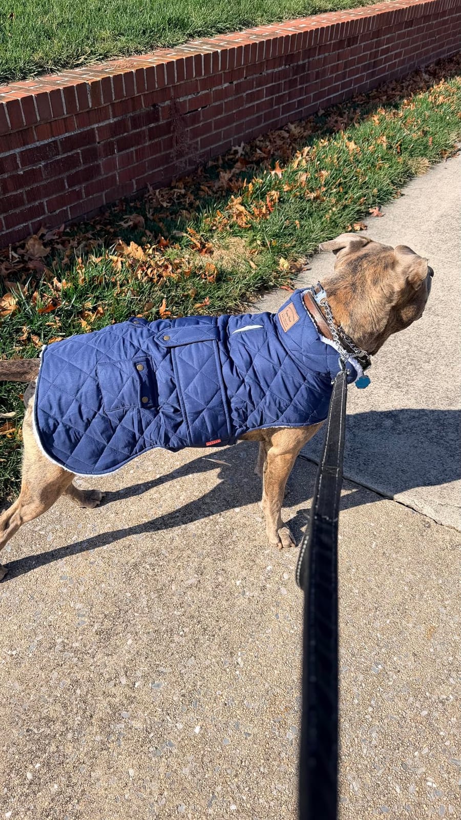 KYEESE Waterproof & Windproof Dog Coat for Small Dogs Puffer Jacket customer photo 1