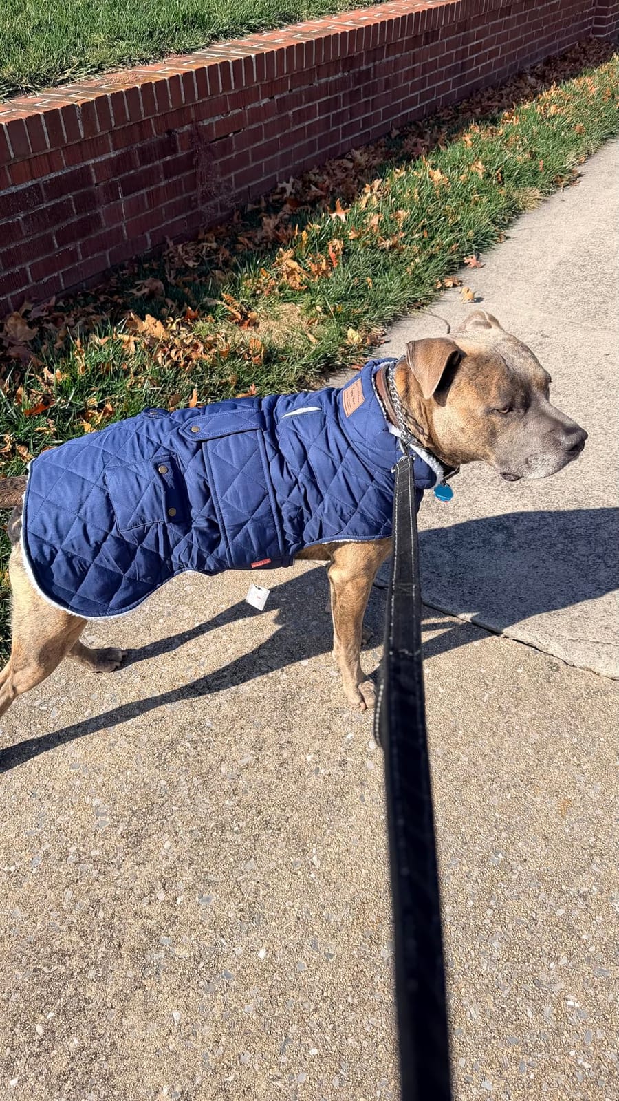 KYEESE Waterproof & Windproof Dog Coat for Small Dogs Puffer Jacket customer photo 2