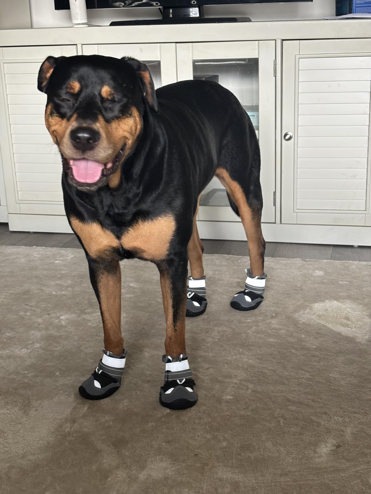 Dog Boots for Large Dogs, Medium Dog Boots & Paw Protectors for Hardwood Floors, Outdoor Dog Booties for Hot Pavement Winter Snow Hiking, Dog Shoes with Reflective Strips customer photo 1