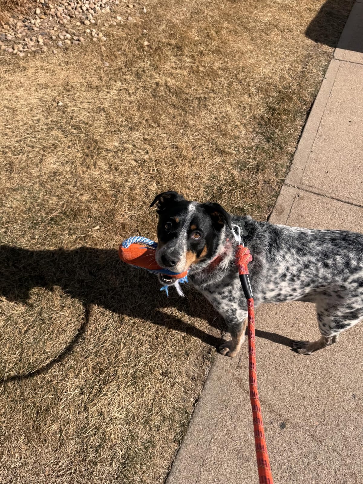 Chuckit! Ultra Bumper Tug Dog Toy,Orange,Medium customer photo 1