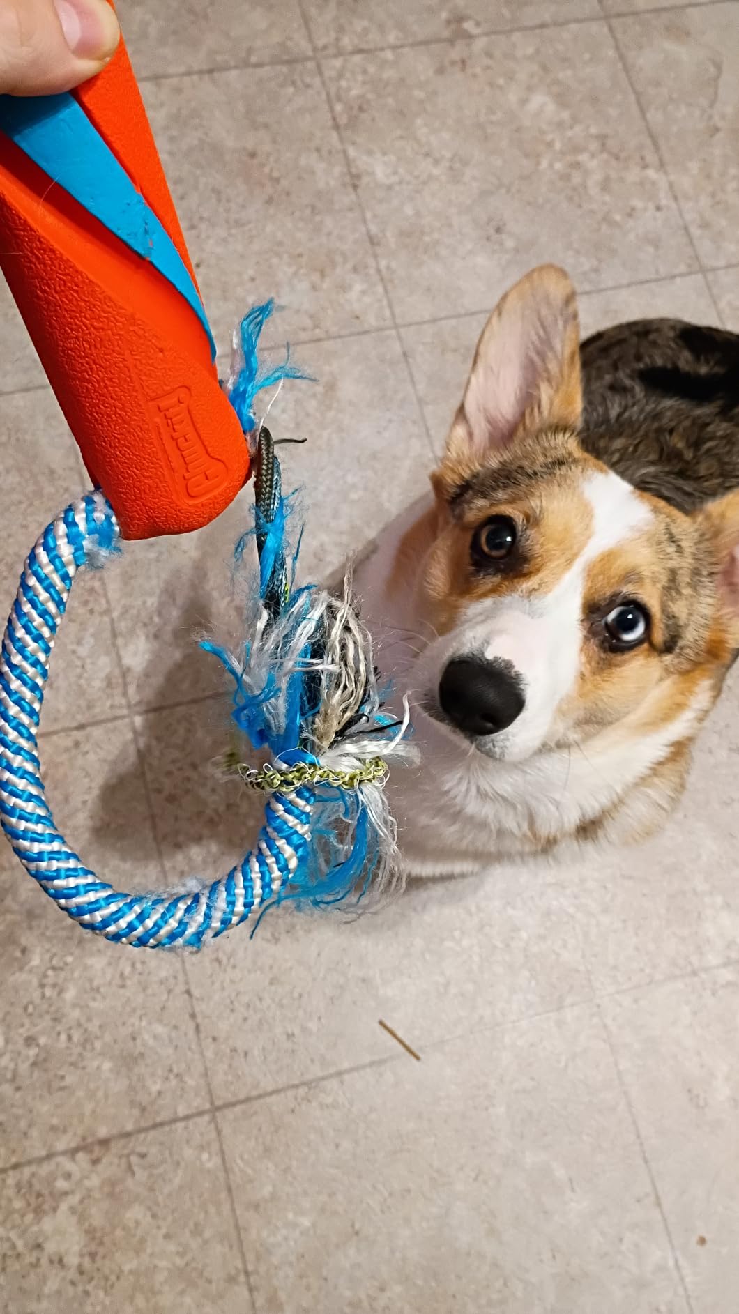 Chuckit! Ultra Bumper Tug Dog Toy,Orange,Medium customer photo 2
