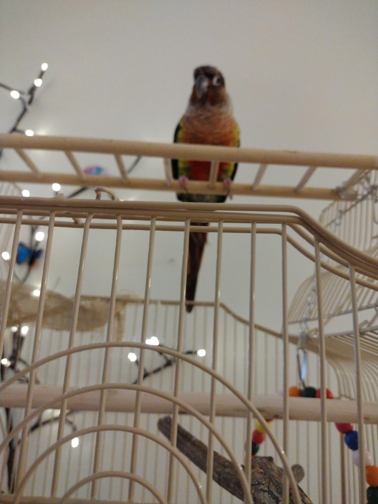 BestPet 64 inch Wrought Iron Bird Cage for Parakeets Medium Small Parrots Parakeet Cage with Detachable Rolling Stand & Play Open Top for Cockatiels Lovebird Finches Canaries (Black) customer photo 1