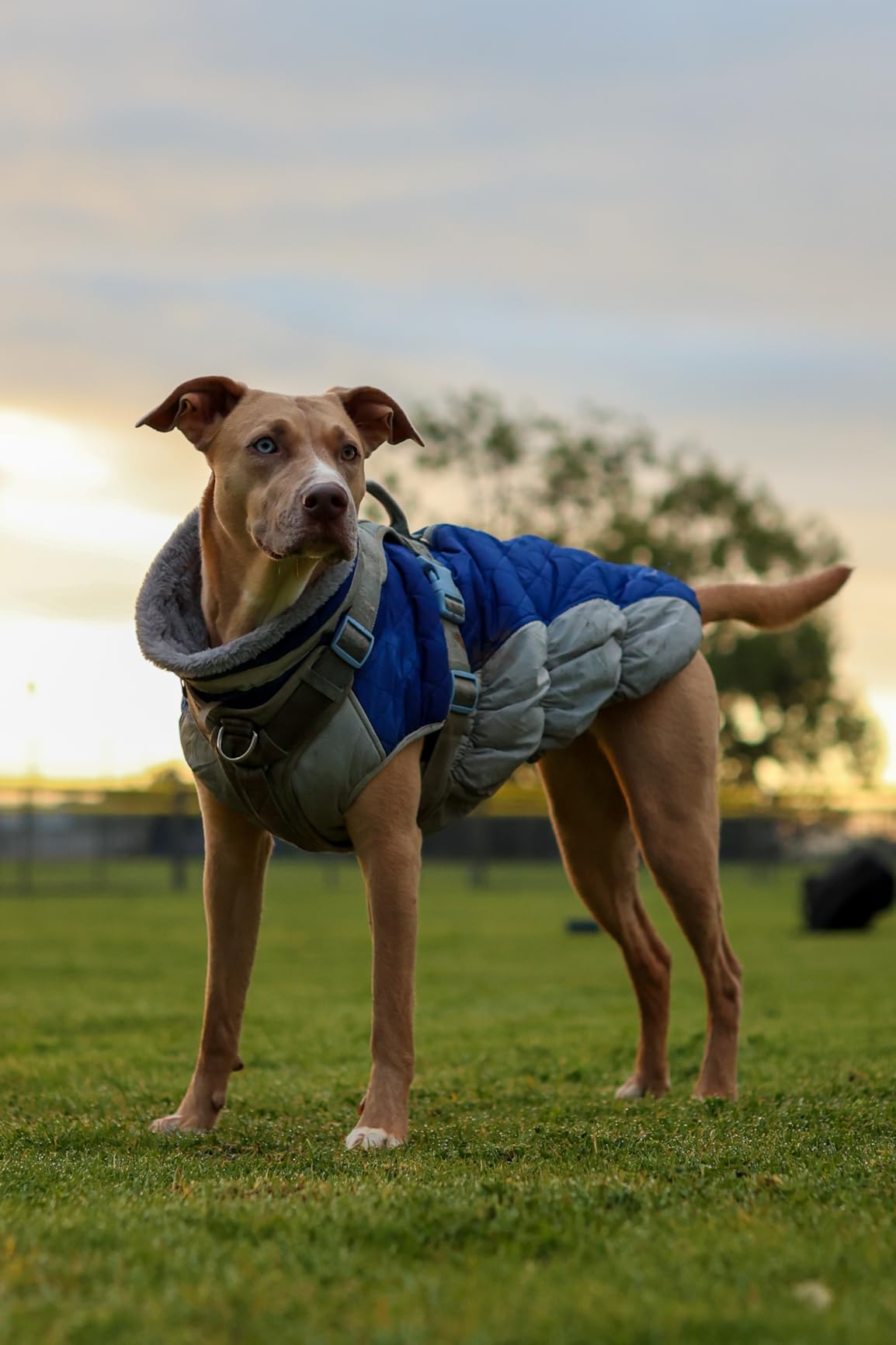 FUAMEY Dog Coat for Small Dogs, Fleece Dog Winter Jacket with Harness customer photo 1
