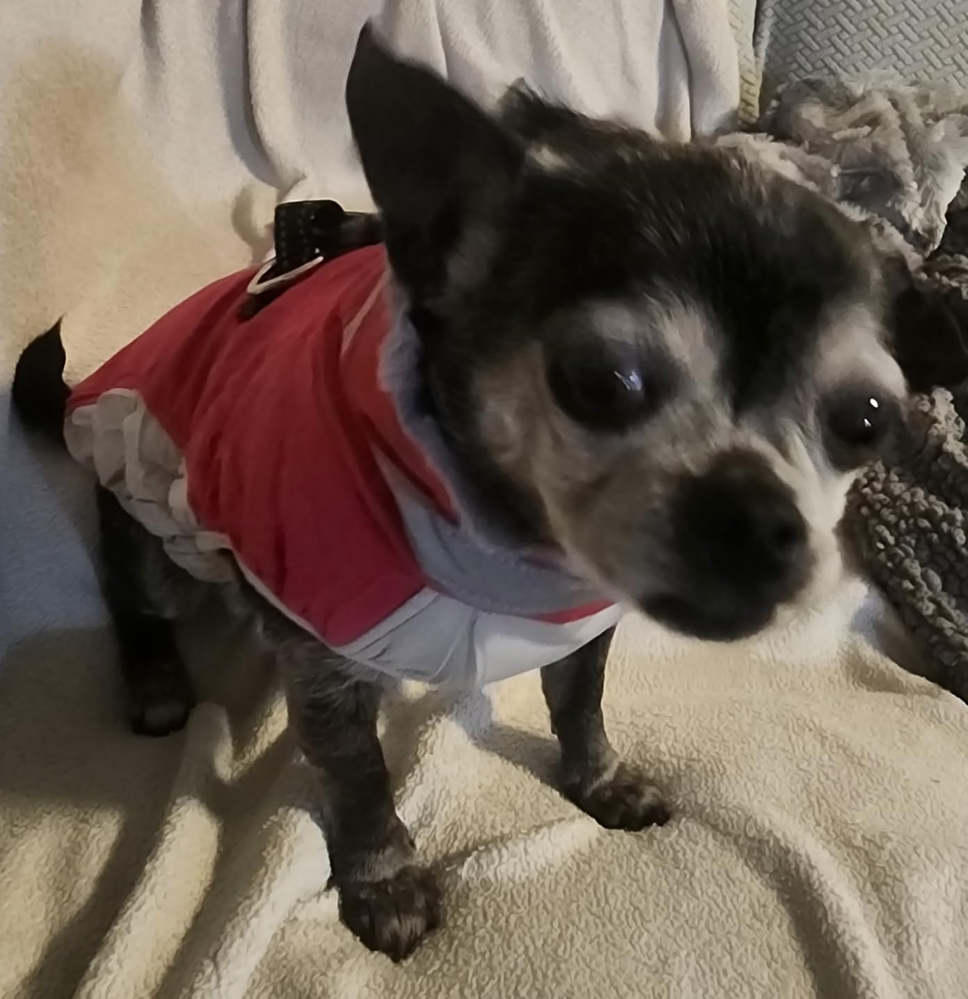 FUAMEY Dog Coat for Small Dogs, Fleece Dog Winter Jacket with Harness customer photo 2