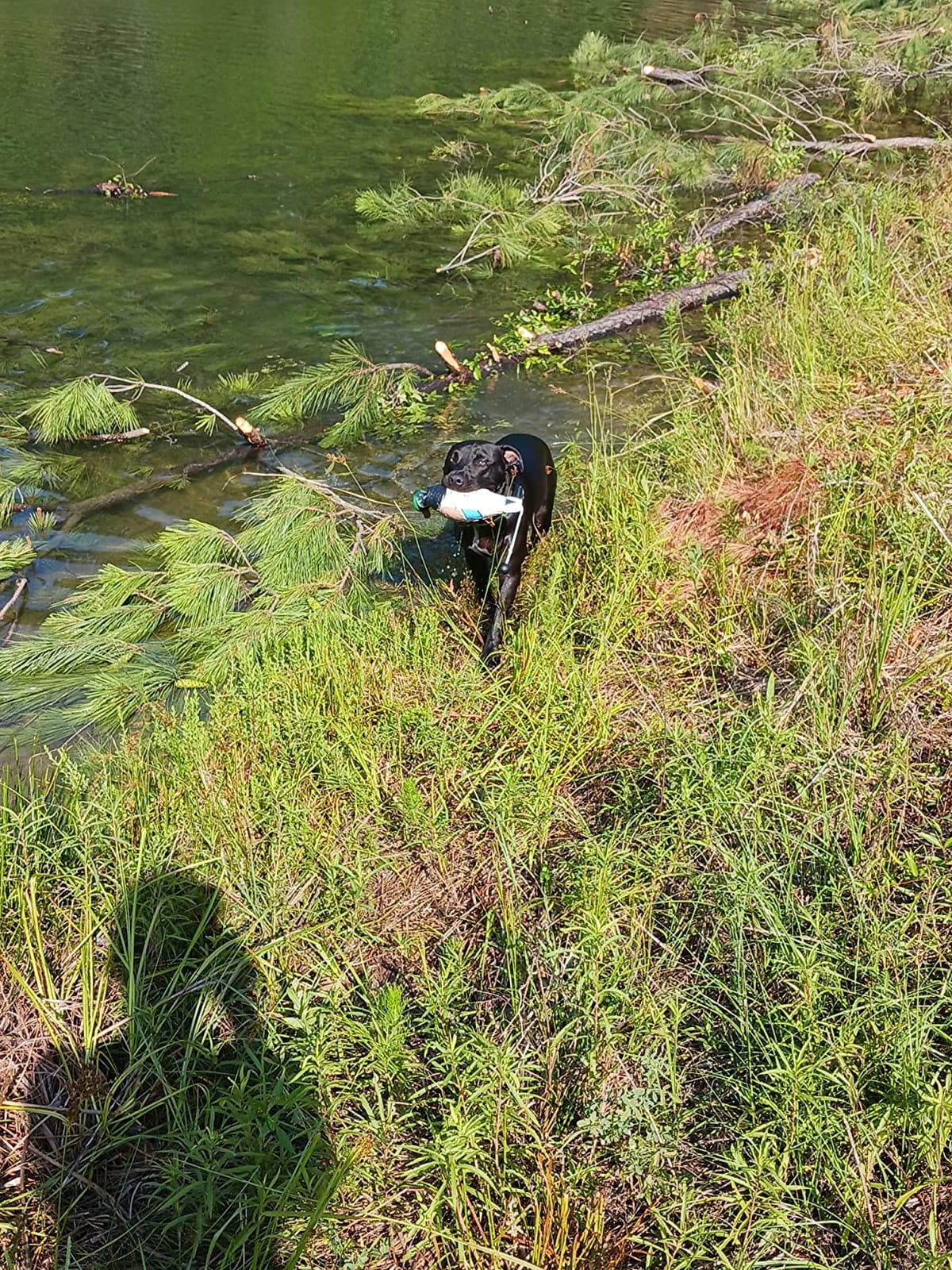 AUSCAMOTEK Dead Duck Dummy Bumper for Waterfowl Hunting Retriever Dog Training Soft Durable Floating customer photo 1