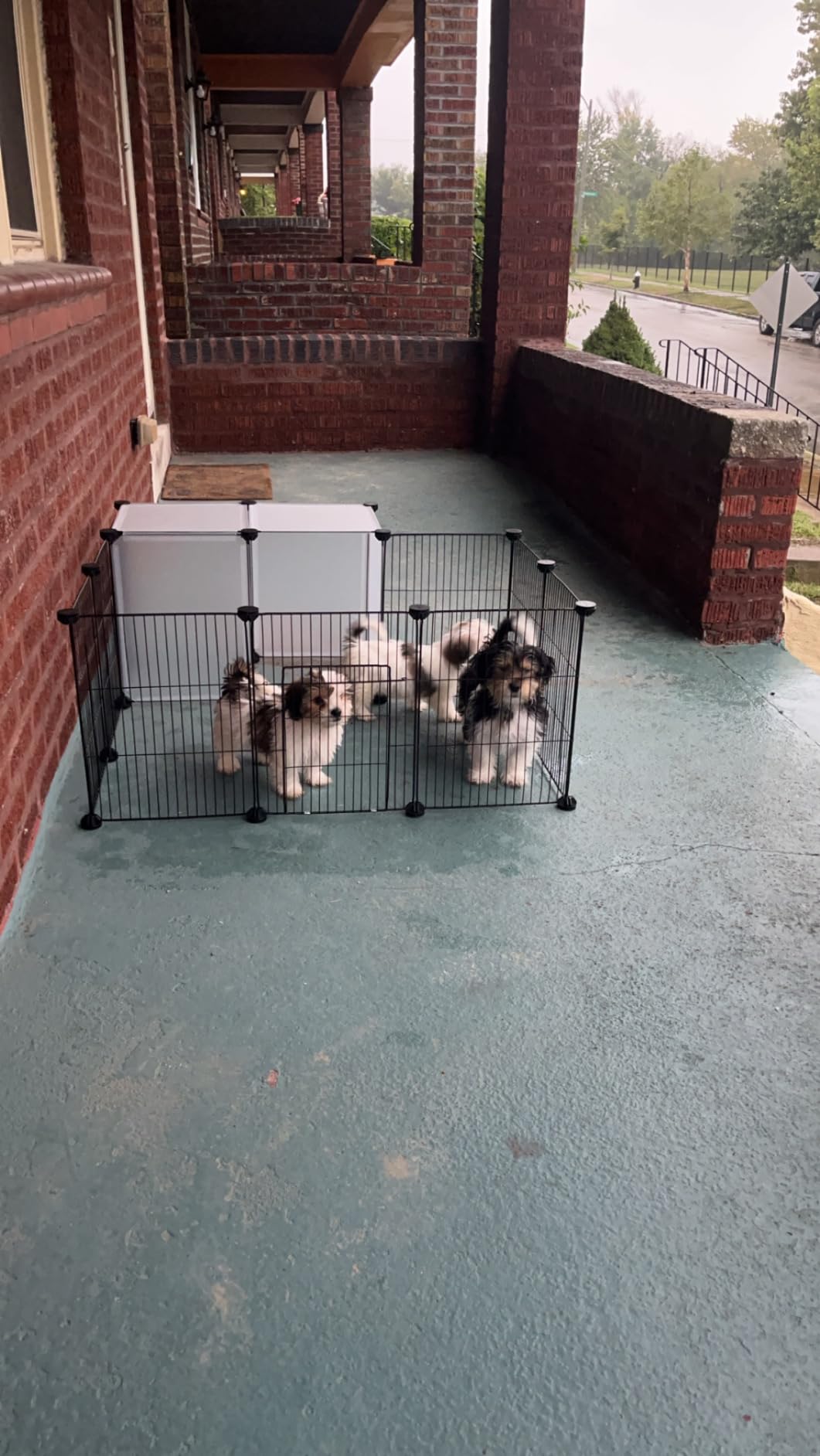 Pet Playpen, Small Animal Cage DIY Wire Fence with Door 15 Panels, Black customer photo 2