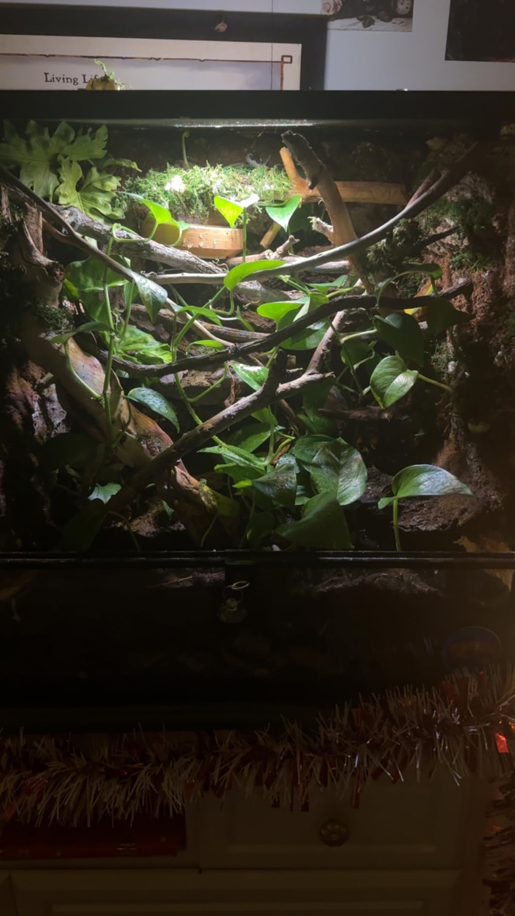 REPTIZOO 45 Gallon Glass Reptile Terrarium 24