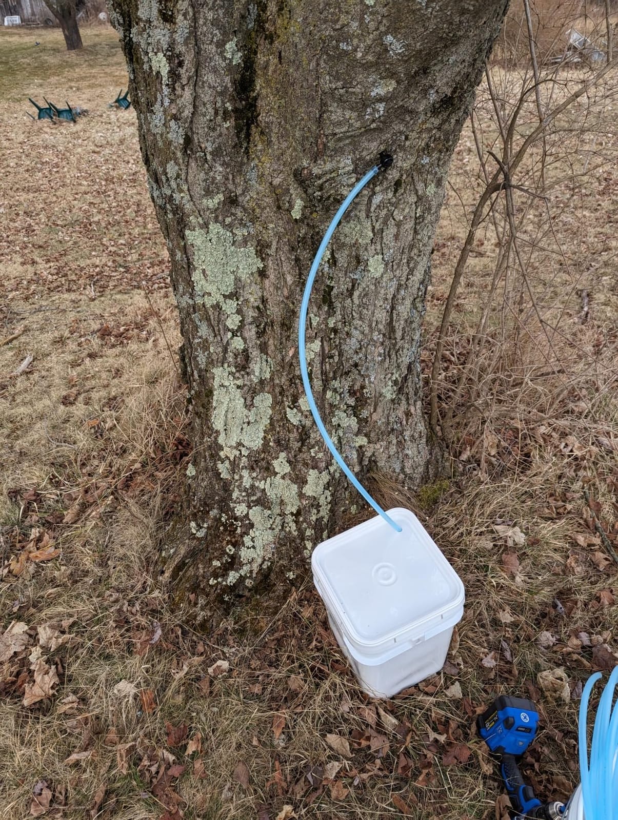 Sap Happy Ultimate Maple Syrup Tapping Kit - 10 Taps for Maple Trees | Complete maple tapping supplies: 10 taps, 10 tubing drops, 5 filters, drill bit, recipe cards. Maple syrup taps and tubing. customer photo 1