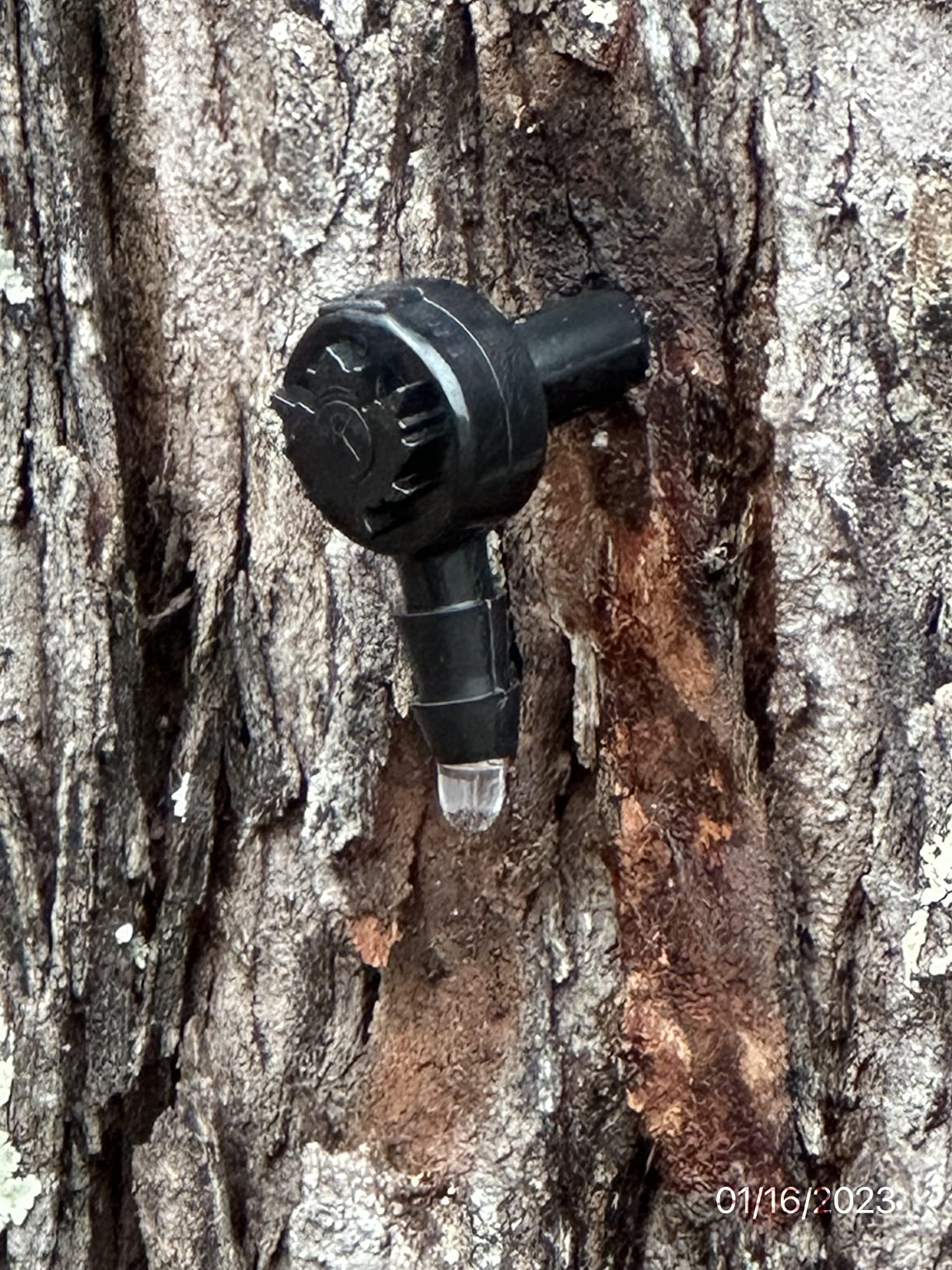 Sap Happy Ultimate Maple Syrup Tapping Kit - 10 Taps for Maple Trees | Complete maple tapping supplies: 10 taps, 10 tubing drops, 5 filters, drill bit, recipe cards. Maple syrup taps and tubing. customer photo 2